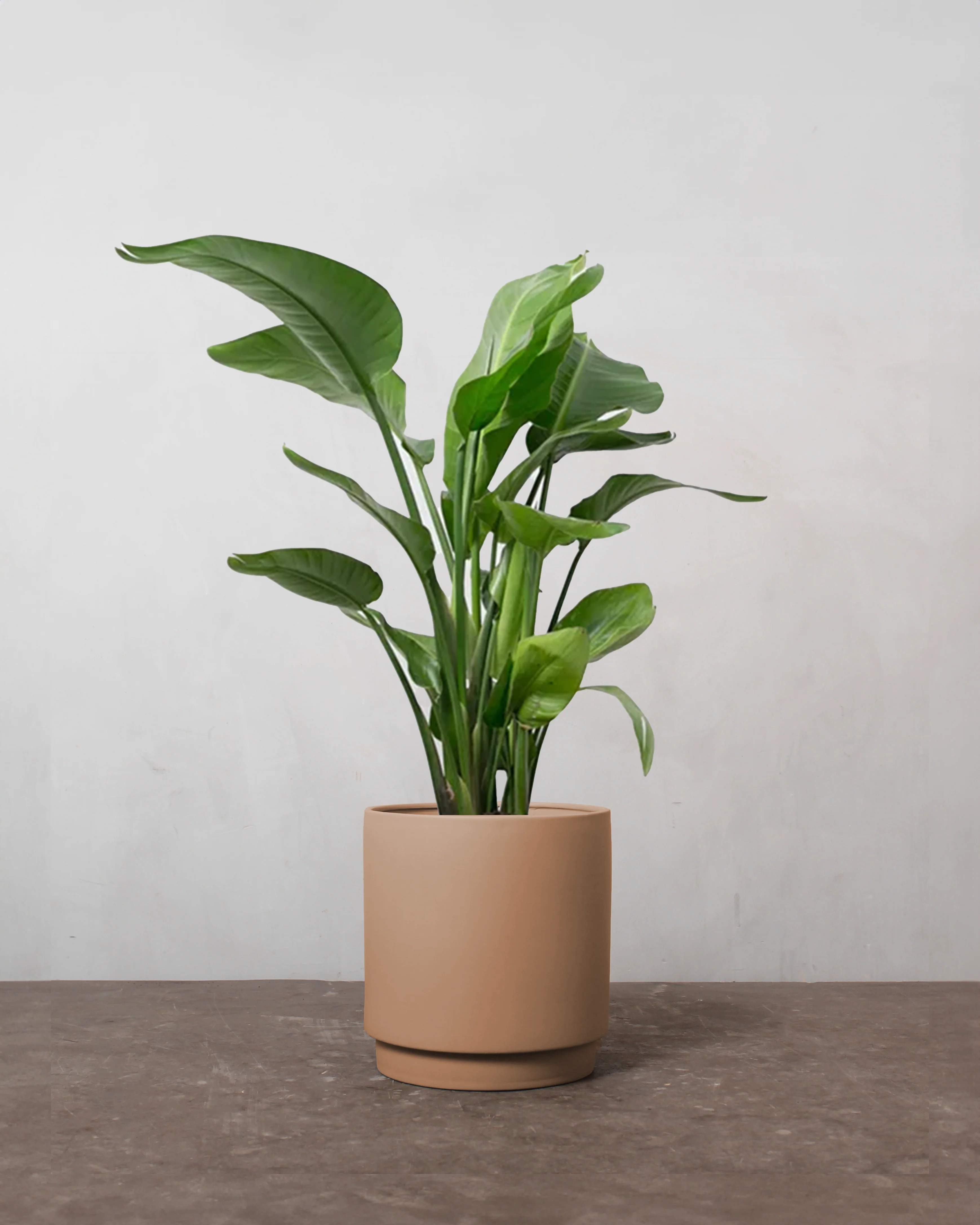 Strelitzia Nicolai - 30-50 cm - Image 3