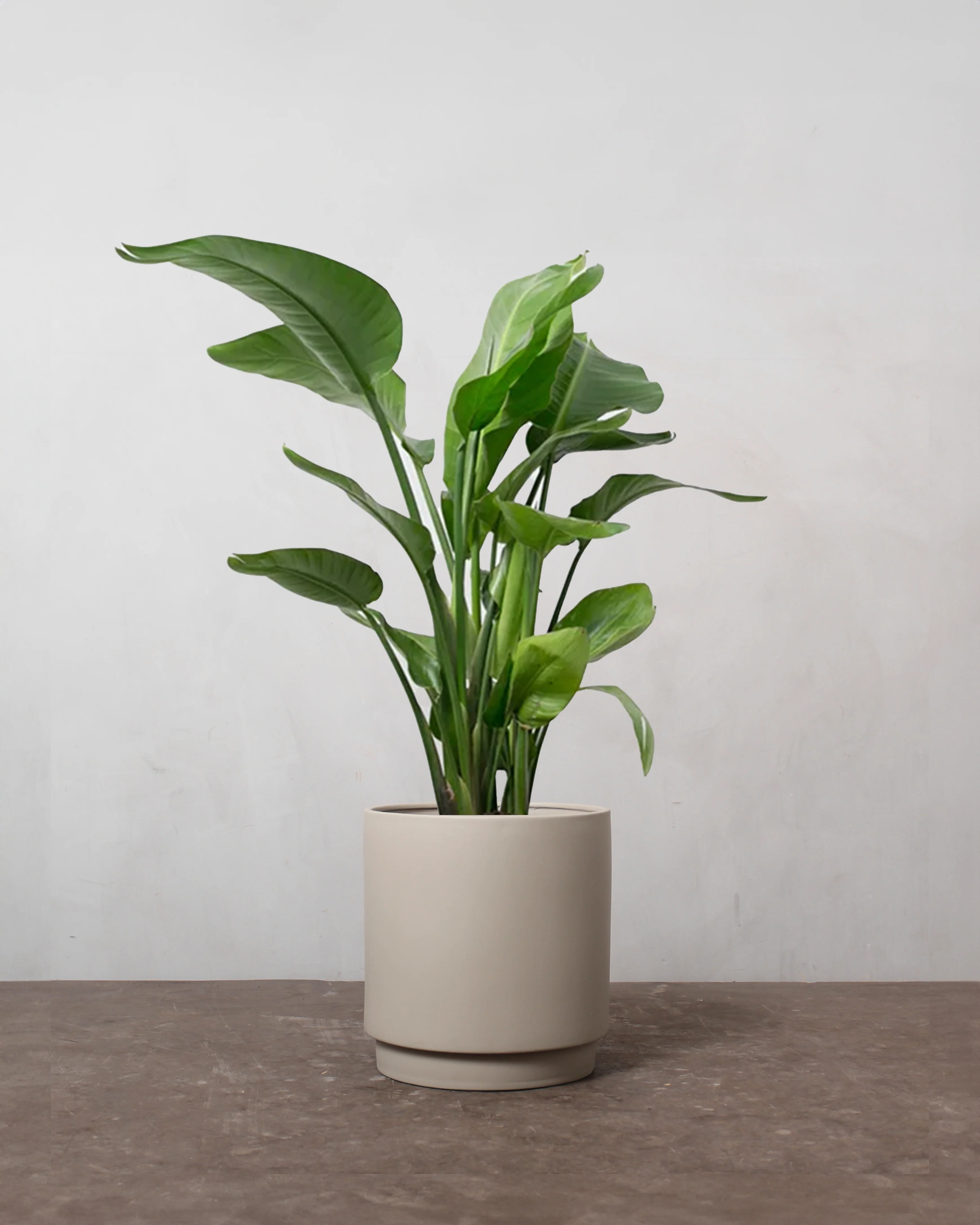 Strelitzia Nicolai - 30-50 cm - Image 4