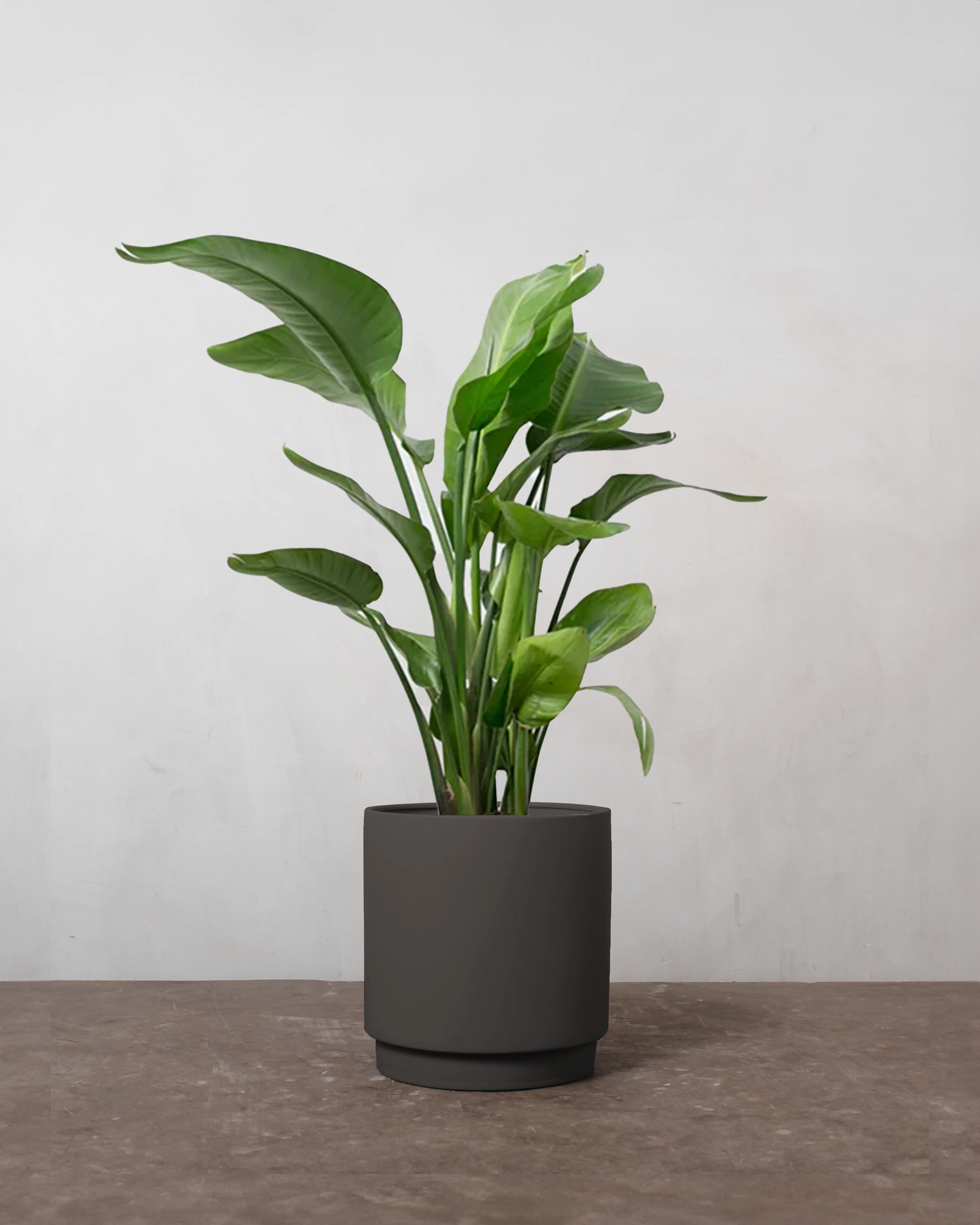 Strelitzia Nicolai - 30-50 cm - Image 5