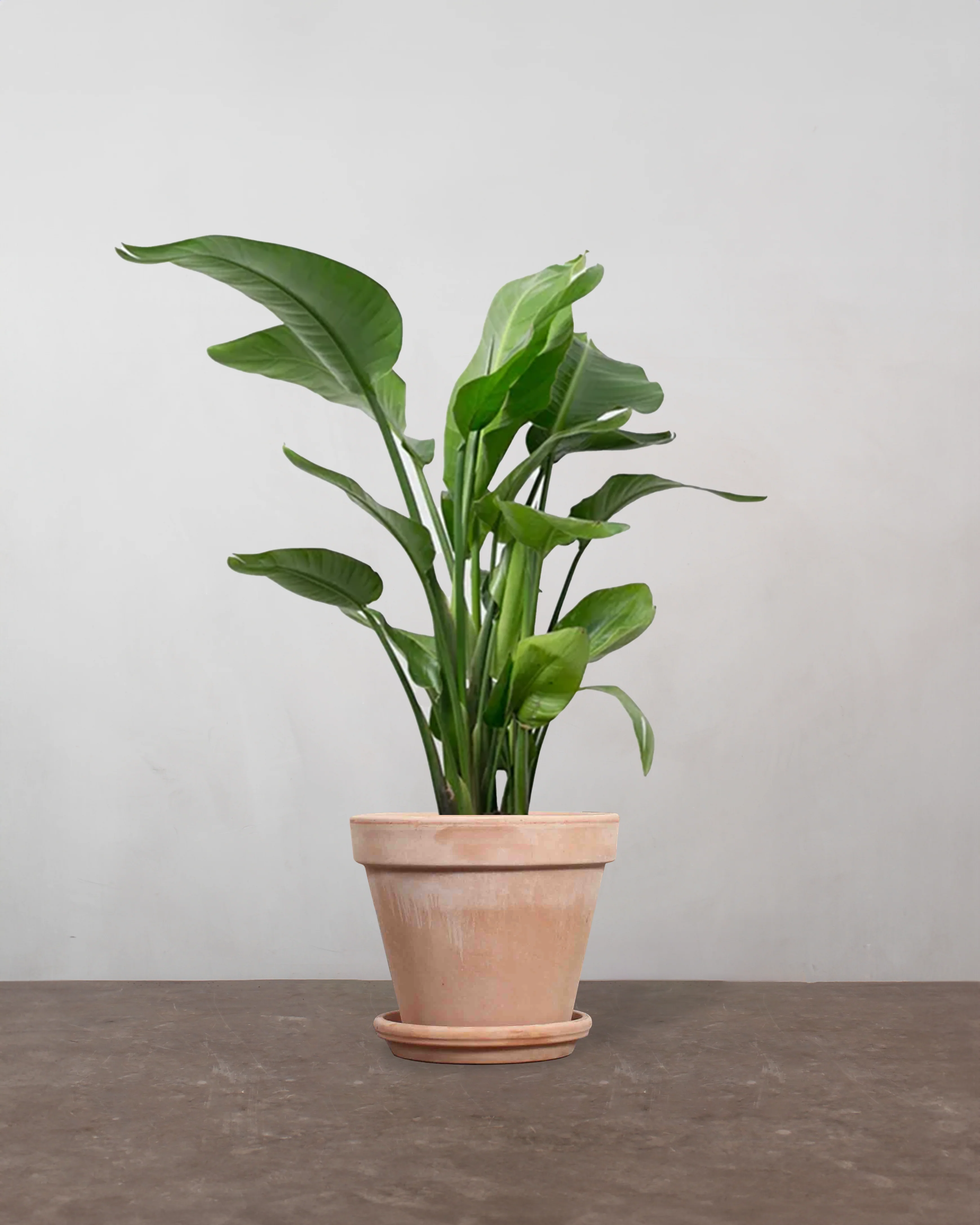 Strelitzia Nicolai - 30-50 cm - Image 6