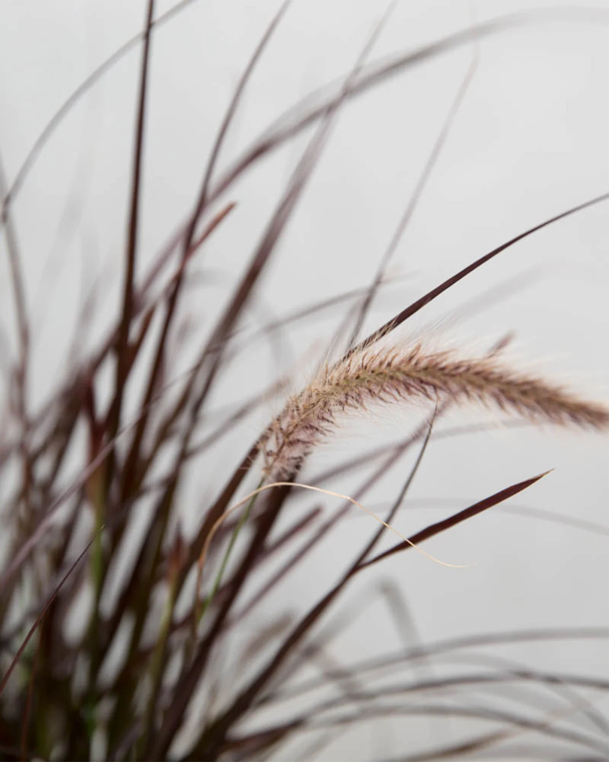 Rød Lampepudsergræs, Pennisetum setaceum 'Rubrum' - Image 4