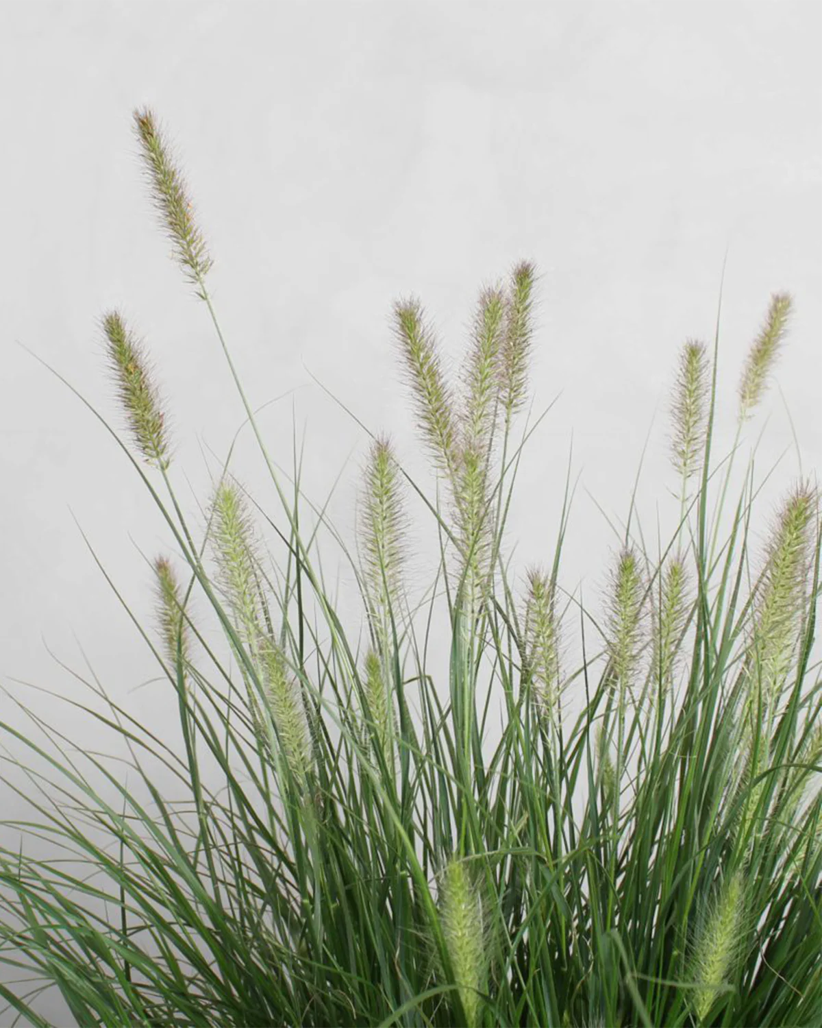 Lampepudsergræs, Pennisetum alopecuroides 'Hameln' - Image 4