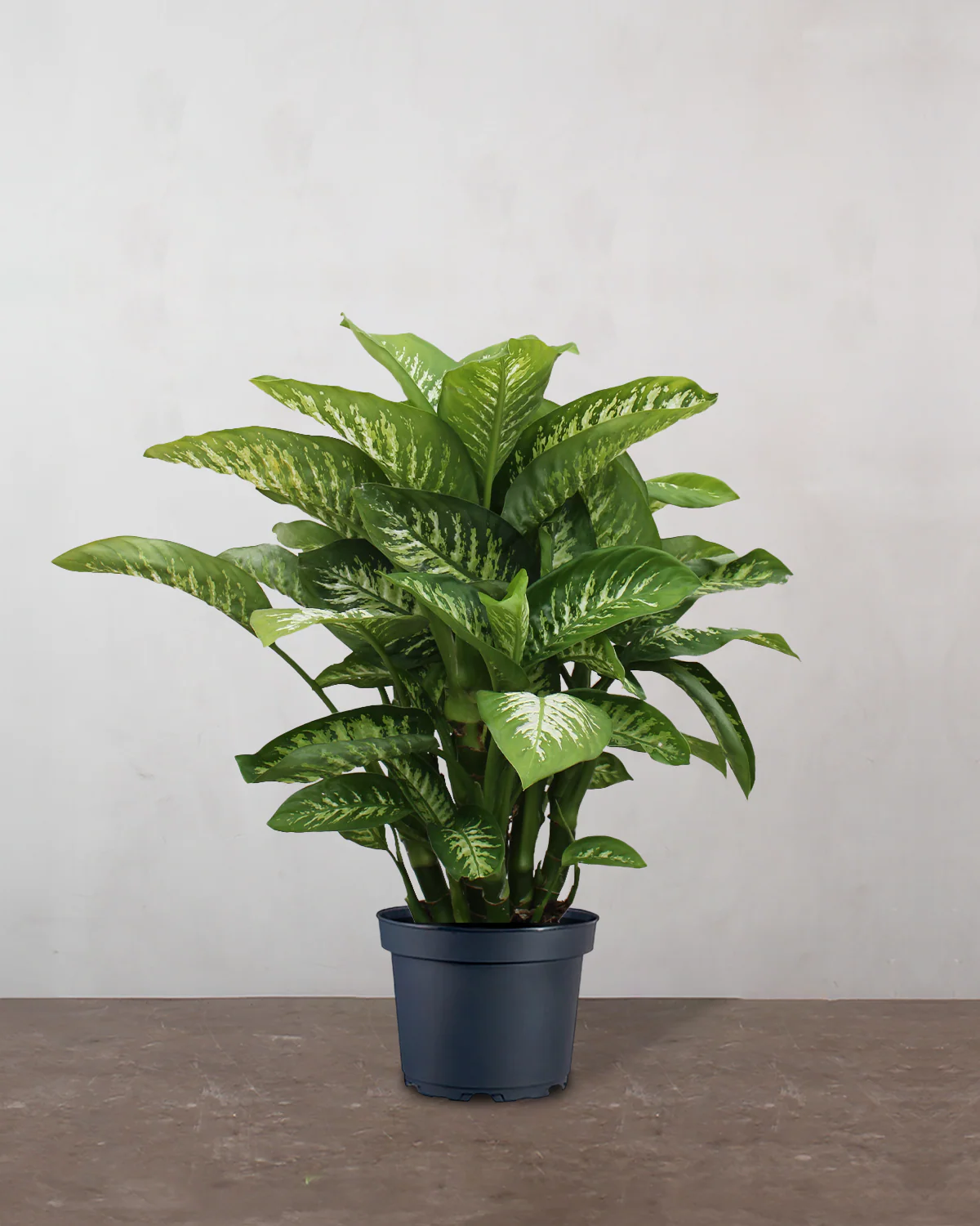 Dieffenbachia - 80-100 cm