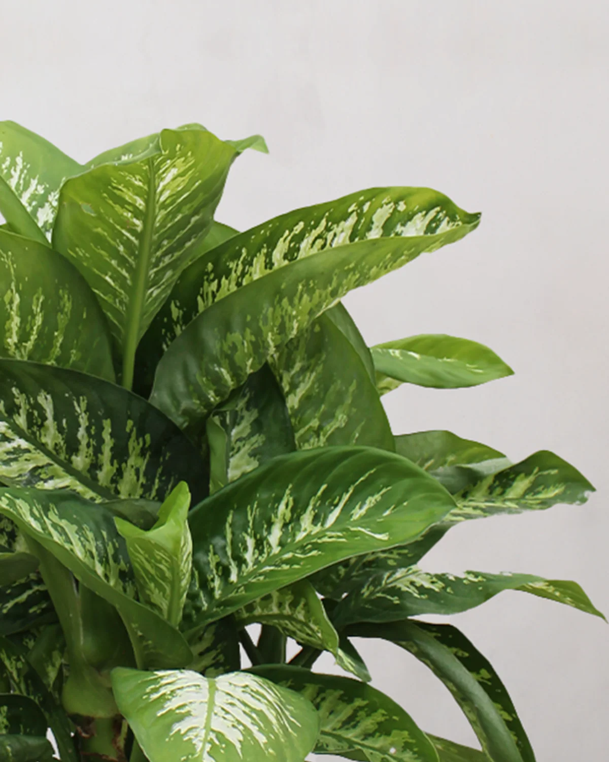 Dieffenbachia - 80-100 cm - Image 2