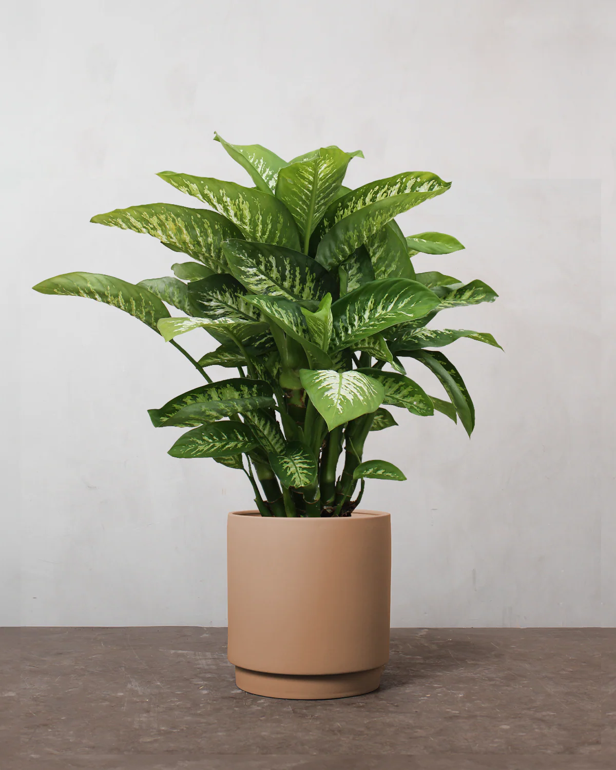 Dieffenbachia - 80-100 cm - Image 4