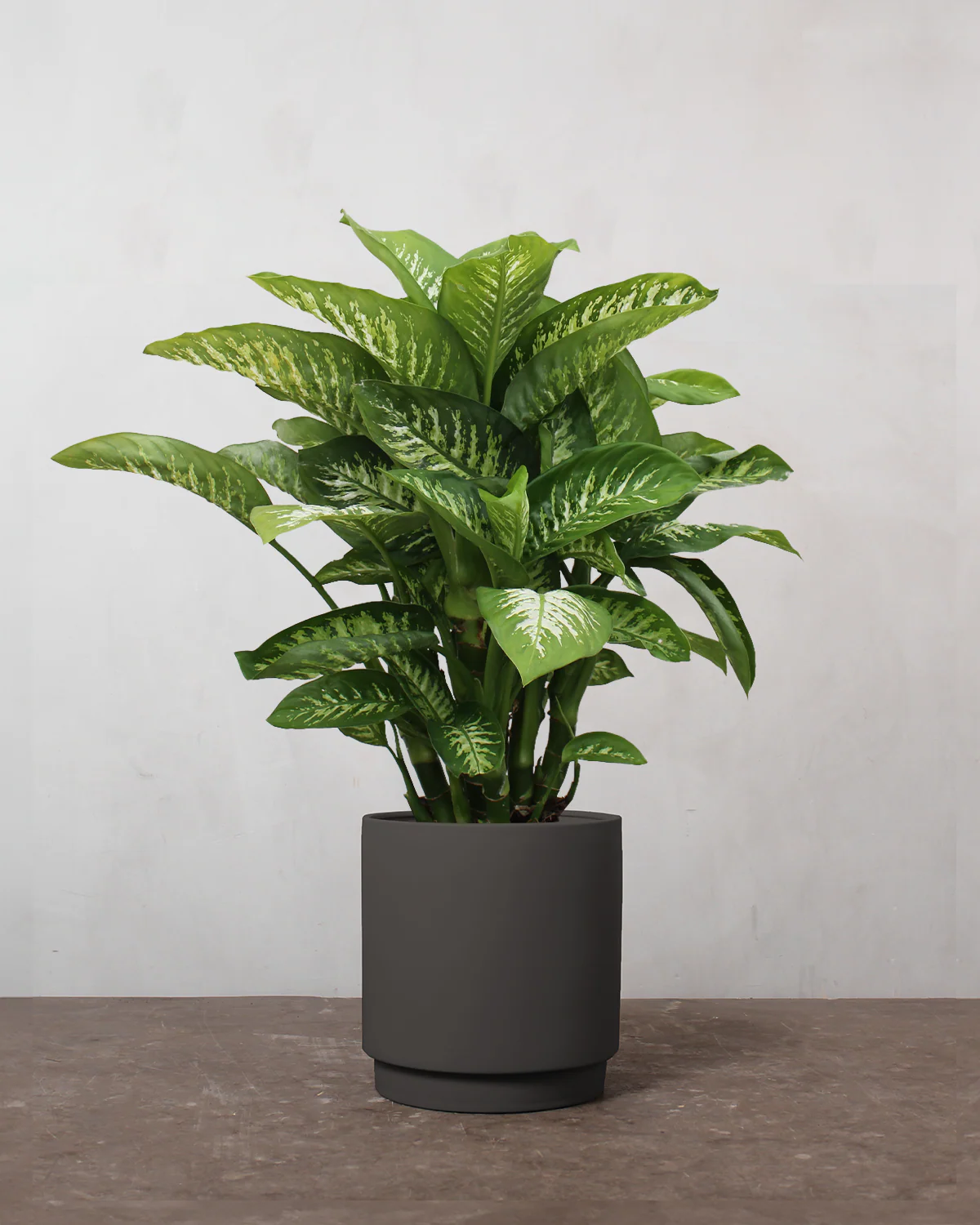 Dieffenbachia - 80-100 cm - Image 5
