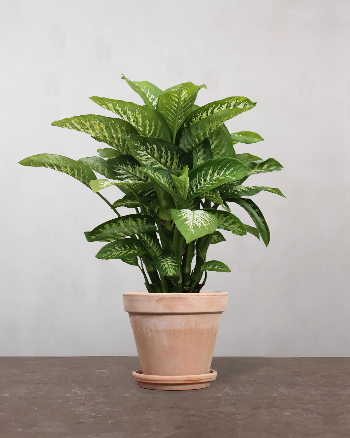 Dieffenbachia - 80-100 cm - Image 6