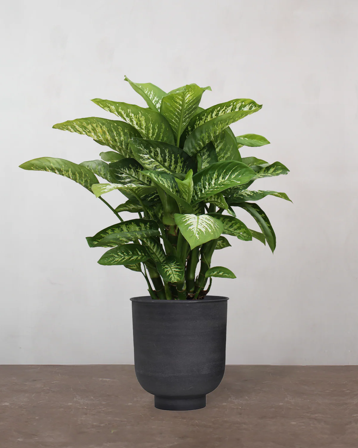 Dieffenbachia - 80-100 cm - Image 7