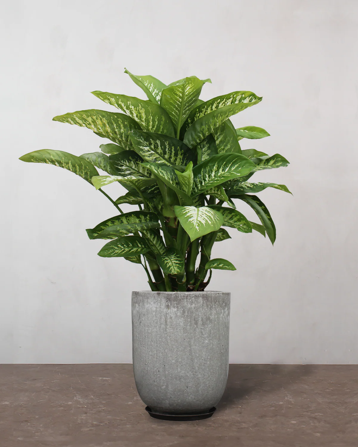 Dieffenbachia - 80-100 cm - Image 8