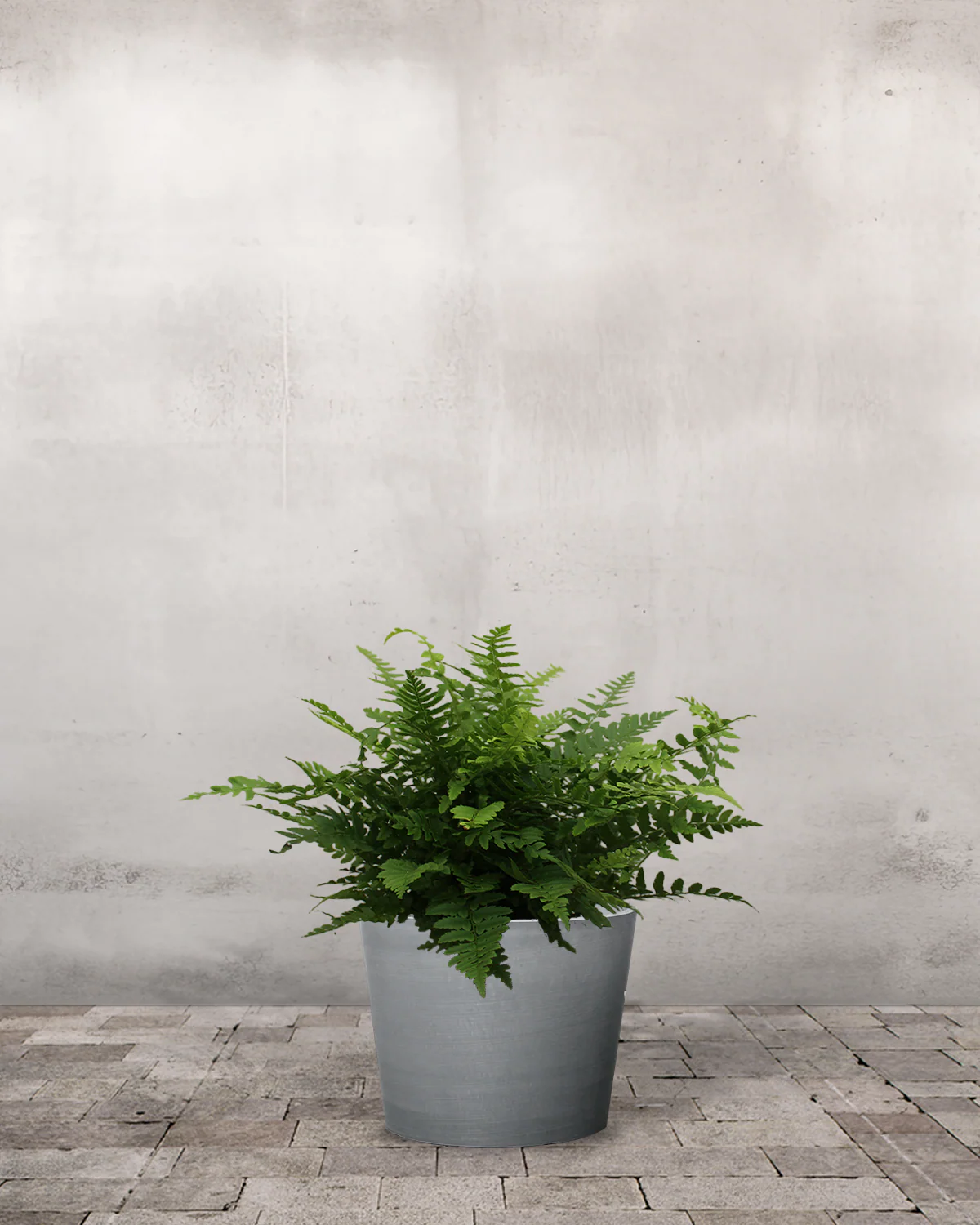 Mangeløv, Dryopteris filix-mas - 20-40 cm - Image 3