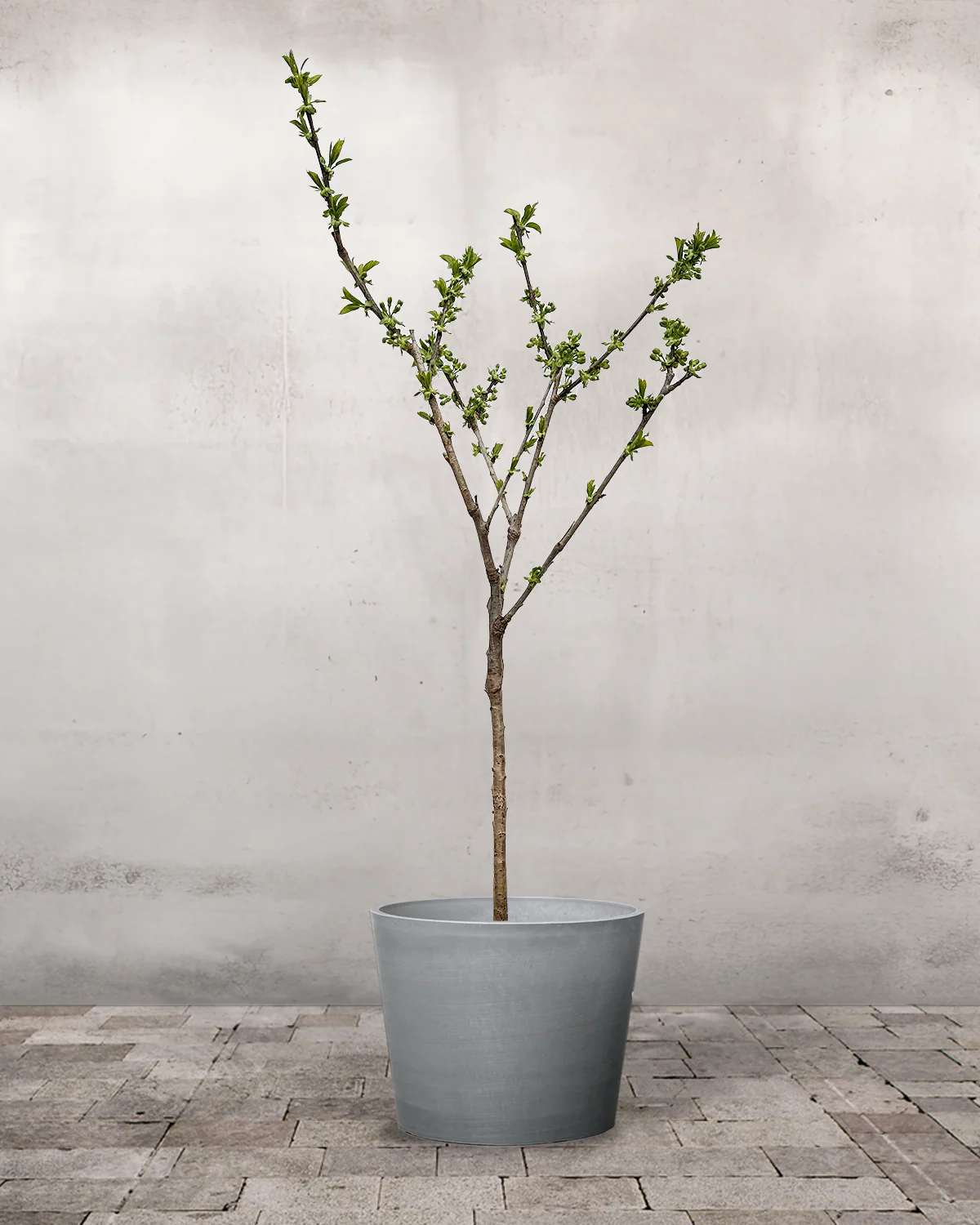 Dværgkirsebær, Prunus avium 'Stella' - 80-100 cm - Image 3