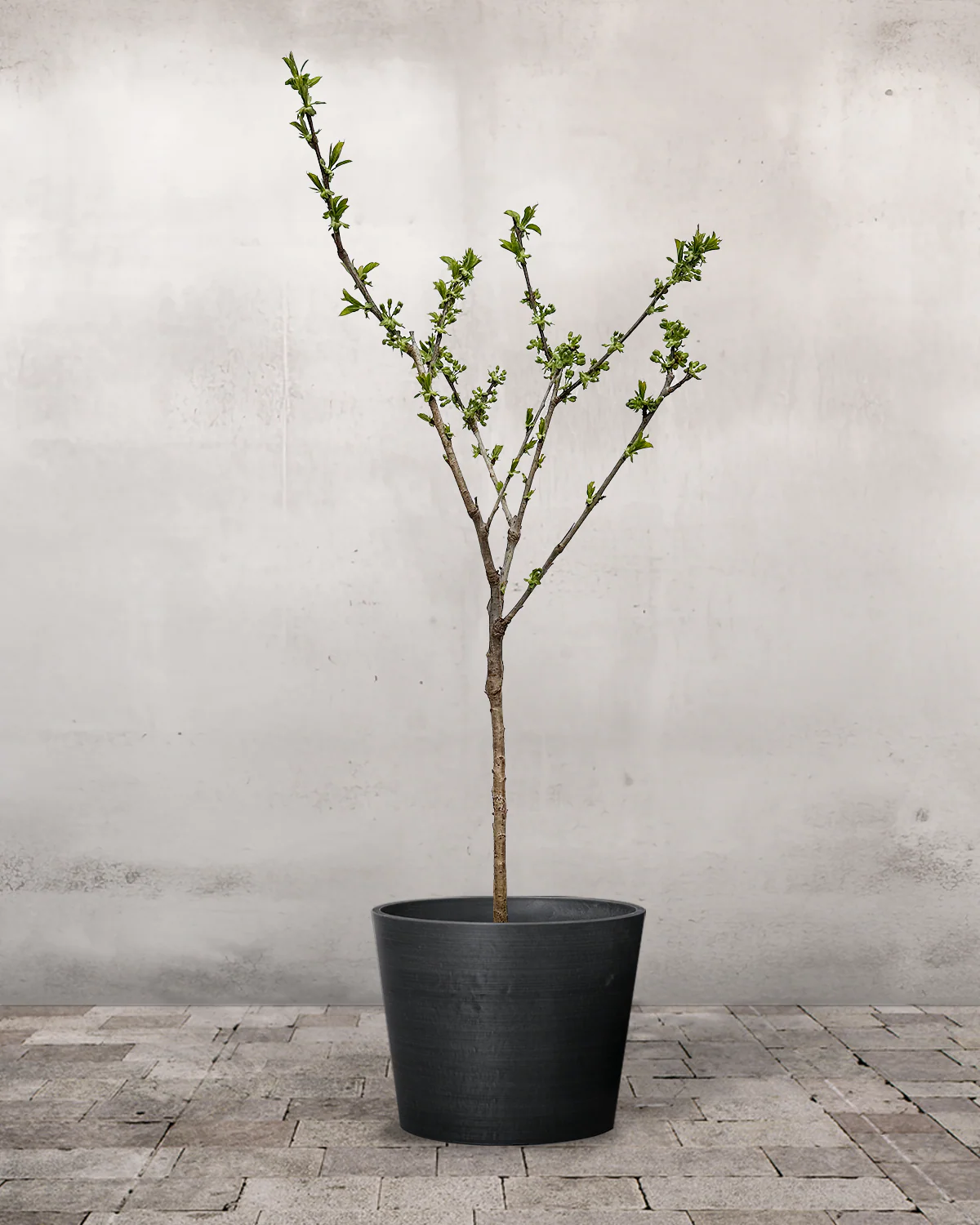 Dværgkirsebær, Prunus avium 'Stella' - 80-100 cm - Image 4