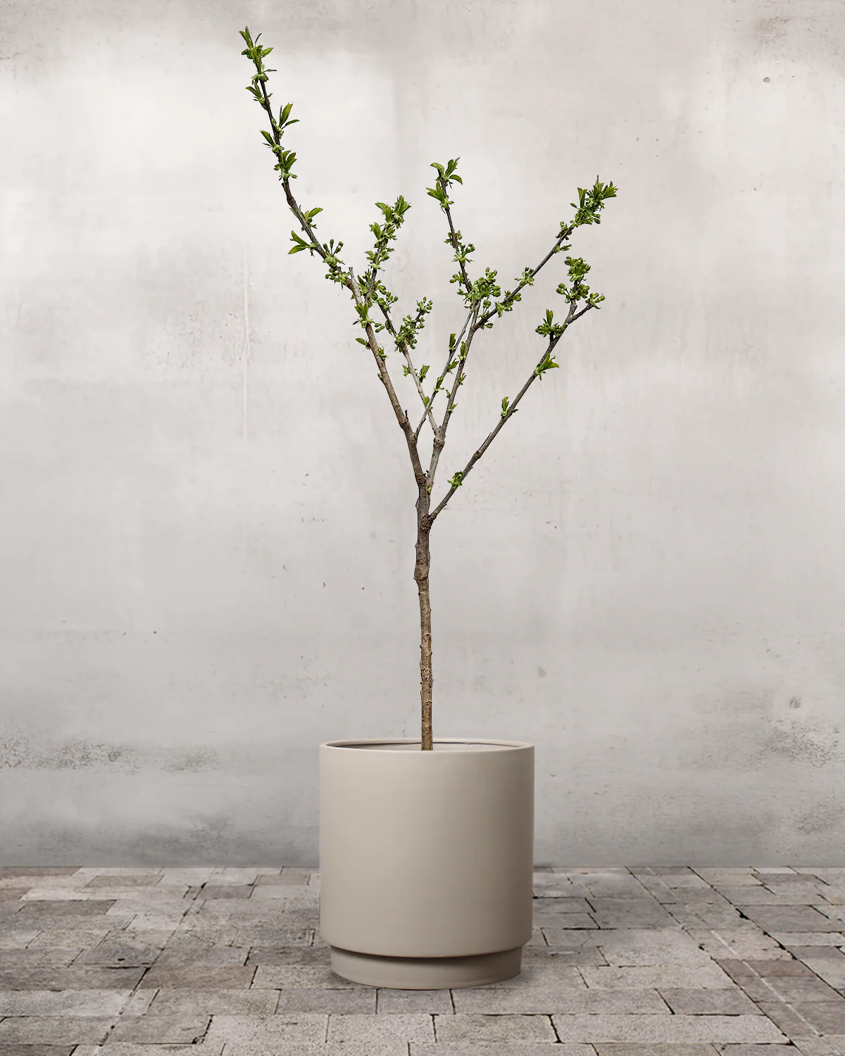 Dværgkirsebær, Prunus avium 'Stella' - 80-100 cm - Image 5