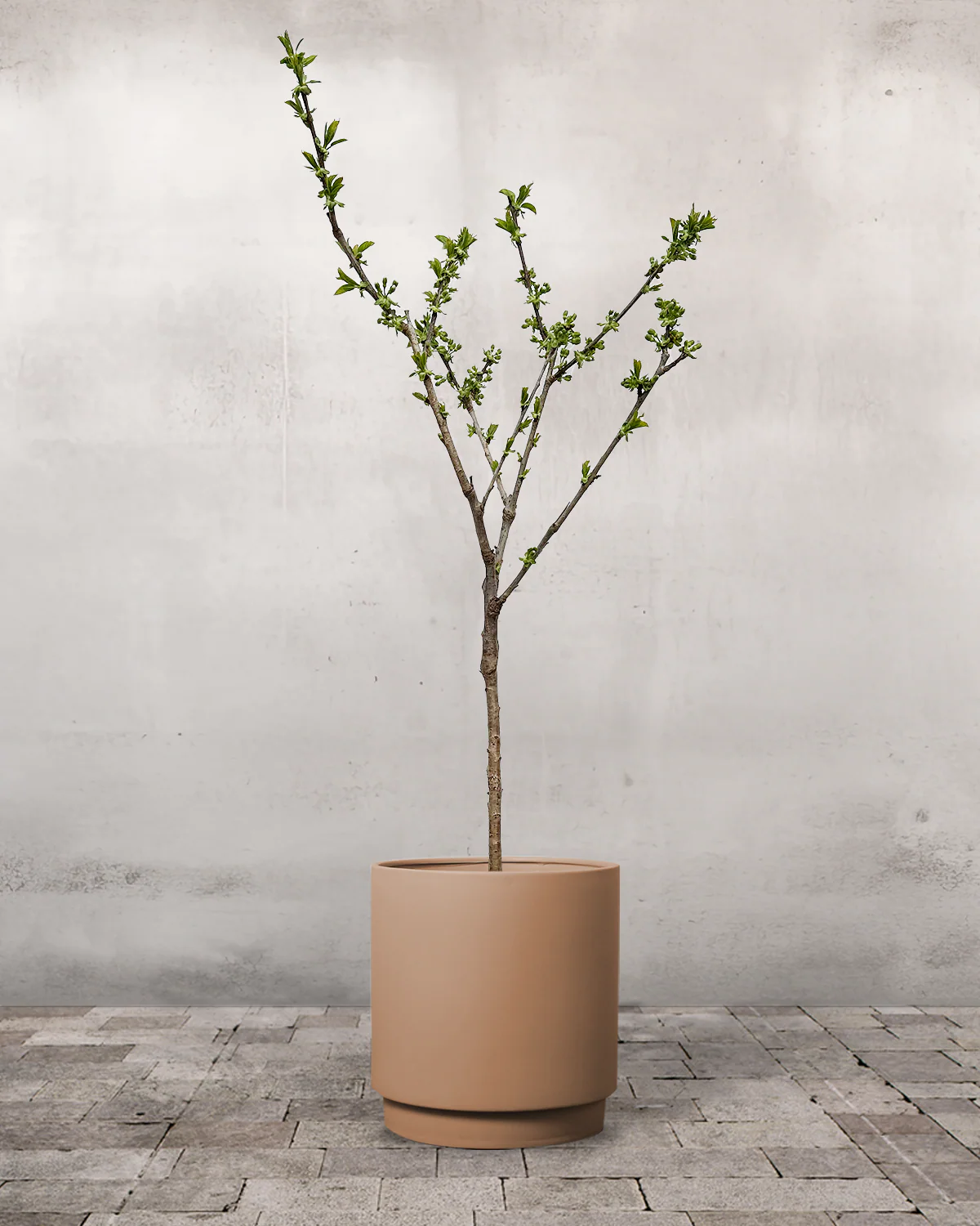 Dværgkirsebær, Prunus avium 'Stella' - 80-100 cm - Image 6