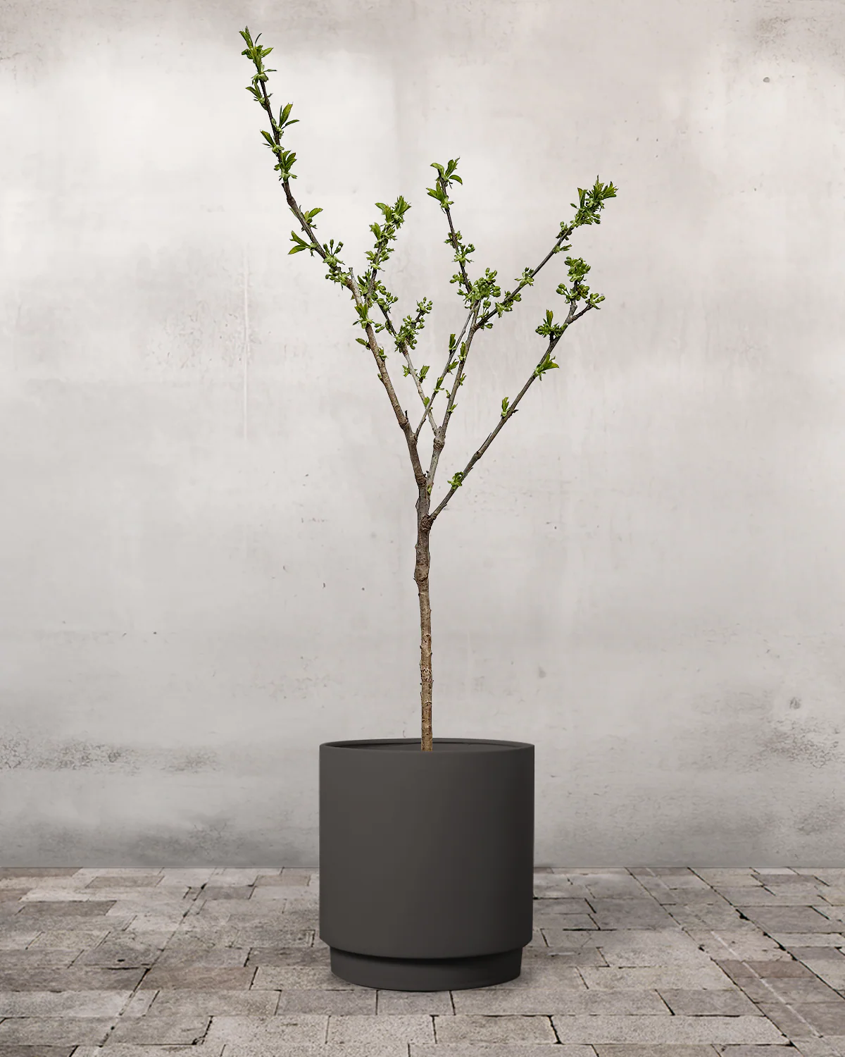 Dværgkirsebær, Prunus avium 'Stella' - 80-100 cm - Image 7
