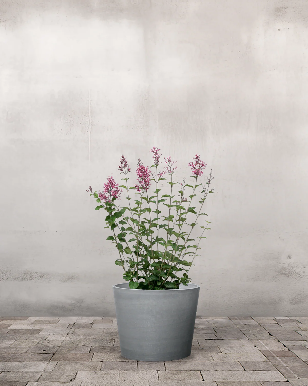 Dværgsyren, Syringa meyeri 'Little Rosie' - 50-60 cm - Image 4