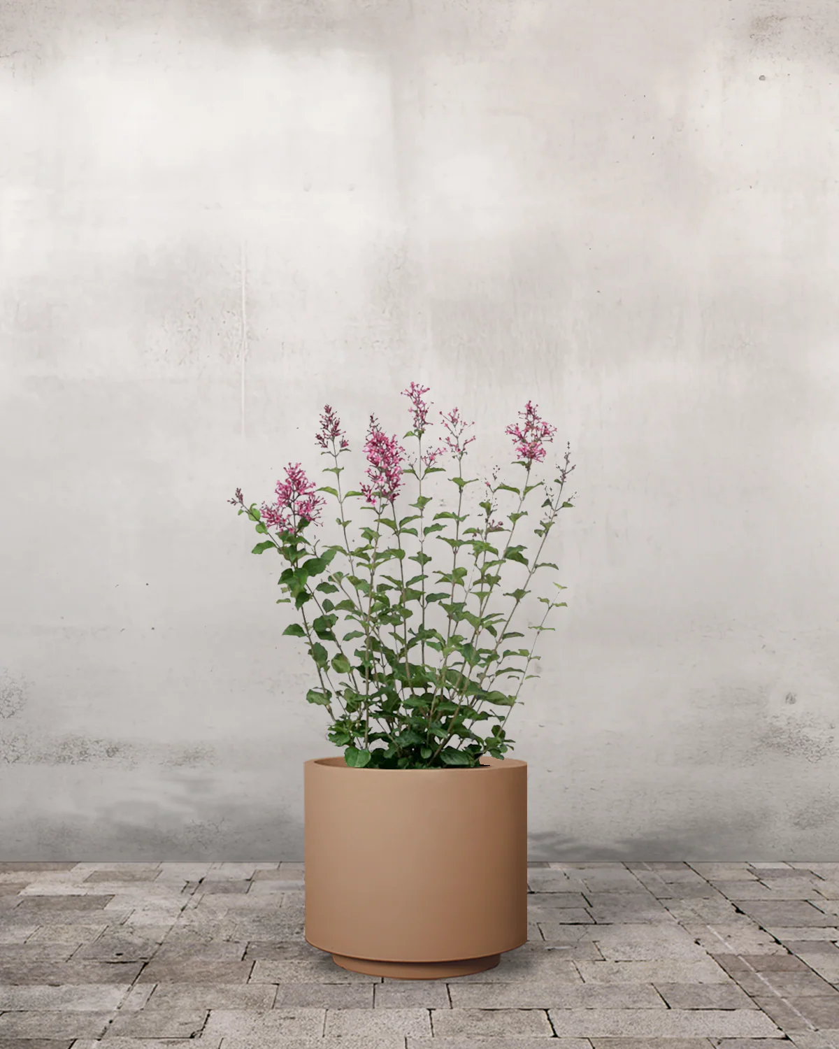 Dværgsyren, Syringa meyeri 'Little Rosie' - 50-60 cm - Image 5