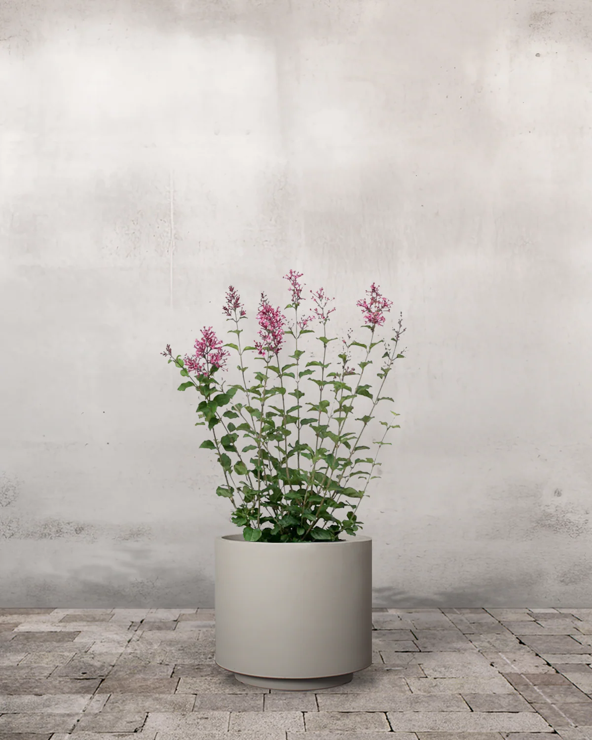 Dværgsyren, Syringa meyeri 'Little Rosie' - 50-60 cm - Image 6
