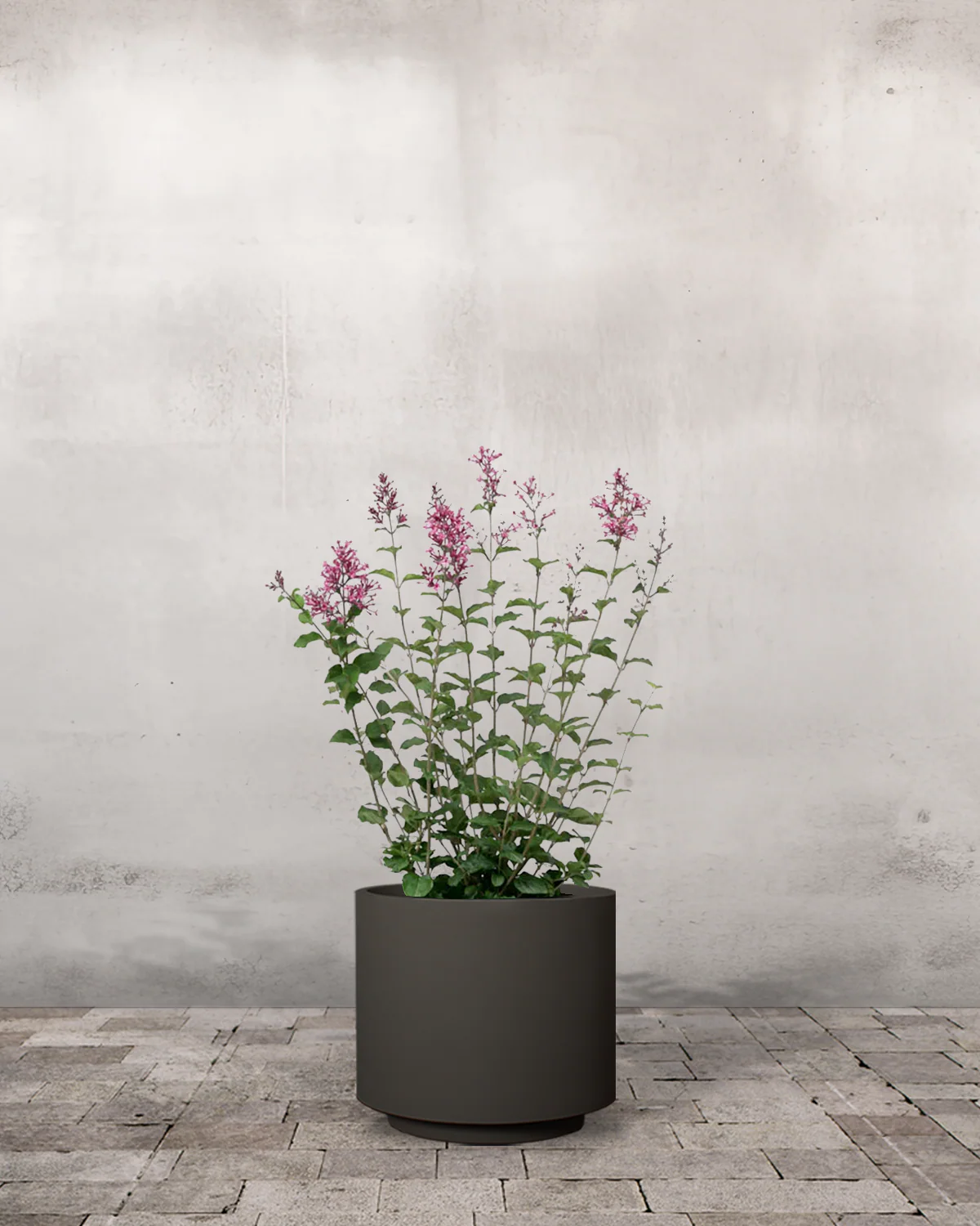 Dværgsyren, Syringa meyeri 'Little Rosie' - 50-60 cm - Image 7