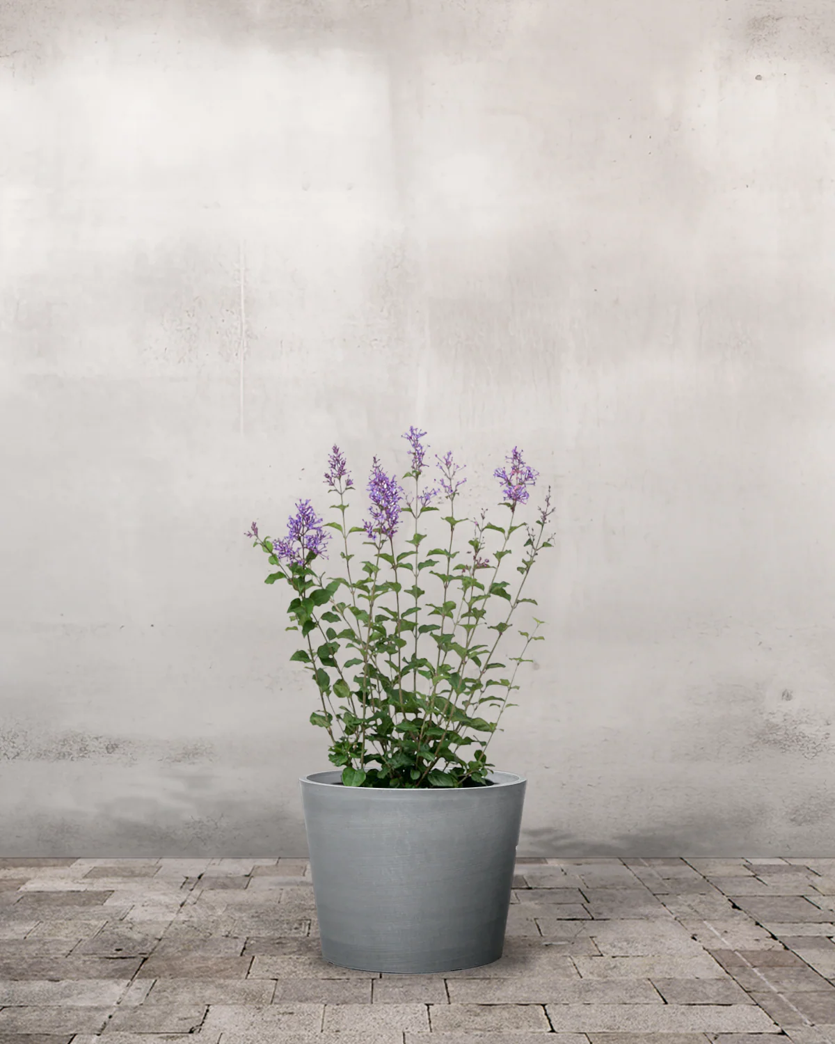Dværgsyren, Syringa 'Bloomerang Dark Purple' - 50-70 cm - Image 3