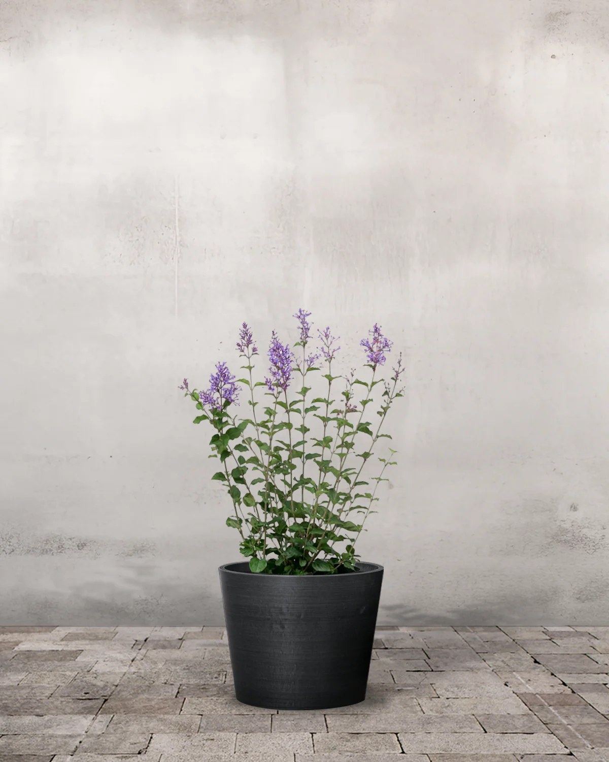 Dværgsyren, Syringa 'Bloomerang Dark Purple' - 50-70 cm - Image 4