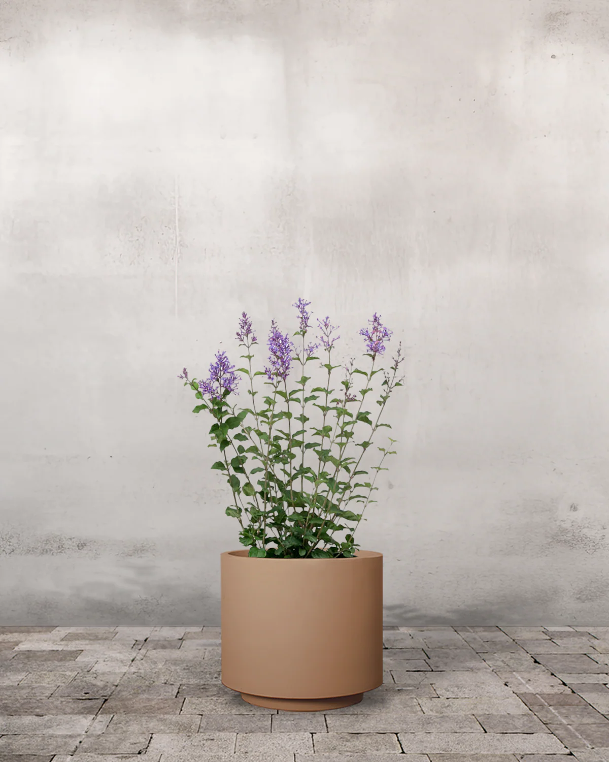 Dværgsyren, Syringa 'Bloomerang Dark Purple' - 50-70 cm - Image 6