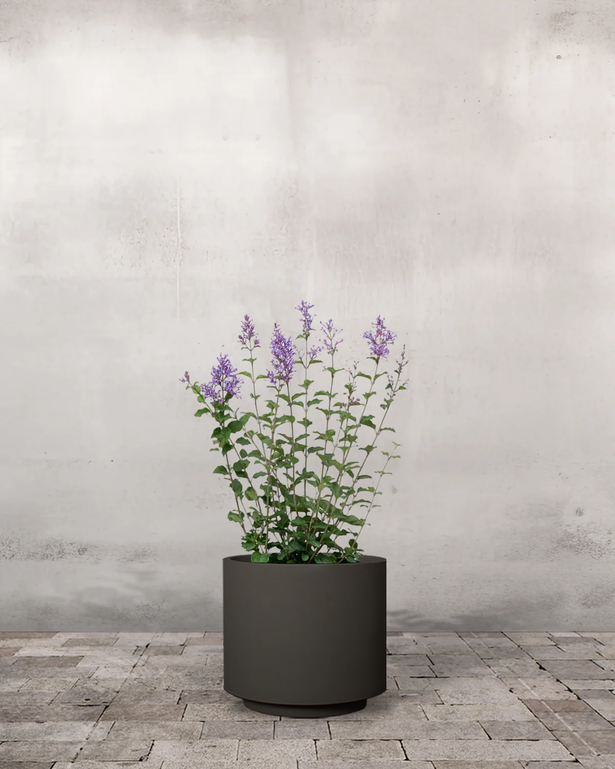Dværgsyren, Syringa 'Bloomerang Dark Purple' - 50-70 cm - Image 7