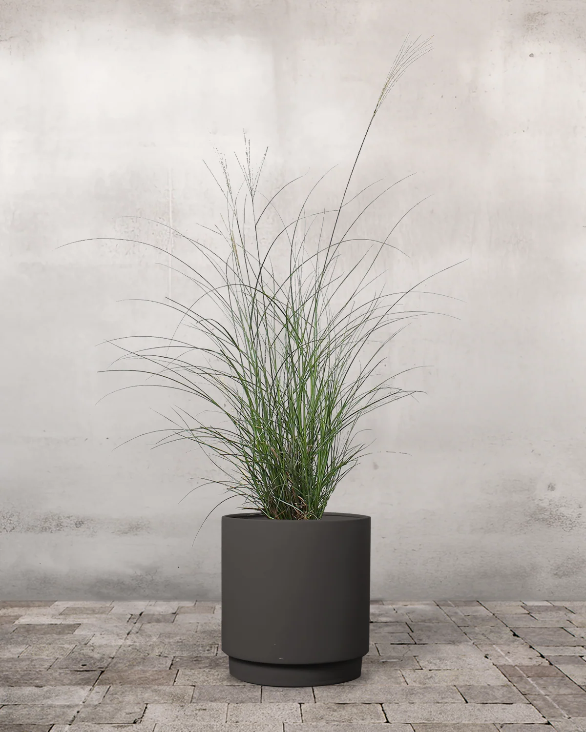 Elefantgræs Miscanthus 'Malepartus' - Image 7