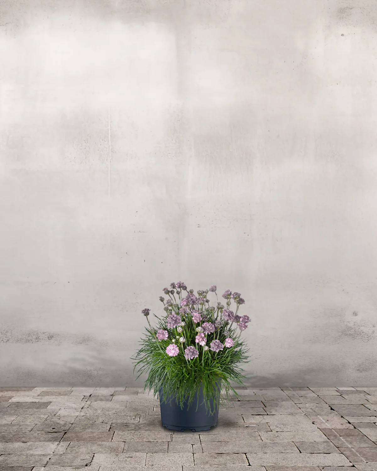 Engelsk Græs, Armeria 'Armada Pink' - 13 cm potte