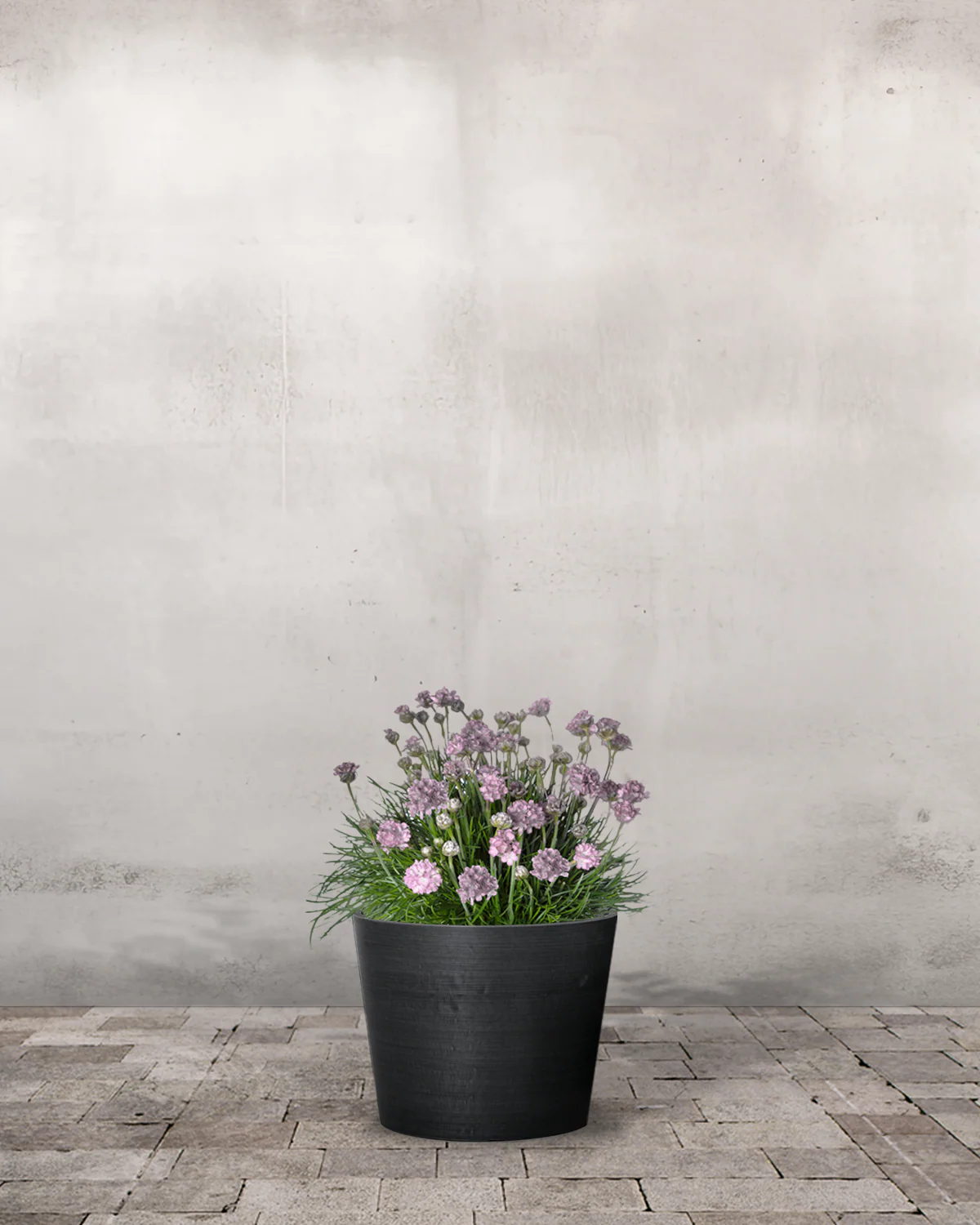 Engelsk Græs, Armeria 'Armada Pink' - 13 cm potte - Image 3