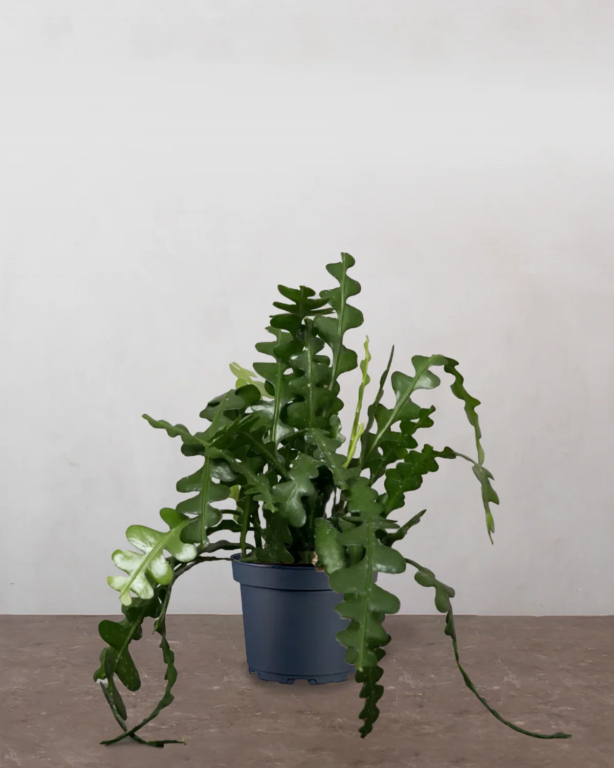 Fiskebenskaktus, Epiphyllum Anguliger - 35-45 cm