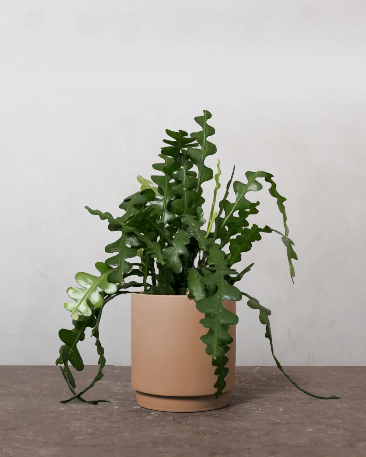 Fiskebenskaktus, Epiphyllum Anguliger - 35-45 cm - Image 5