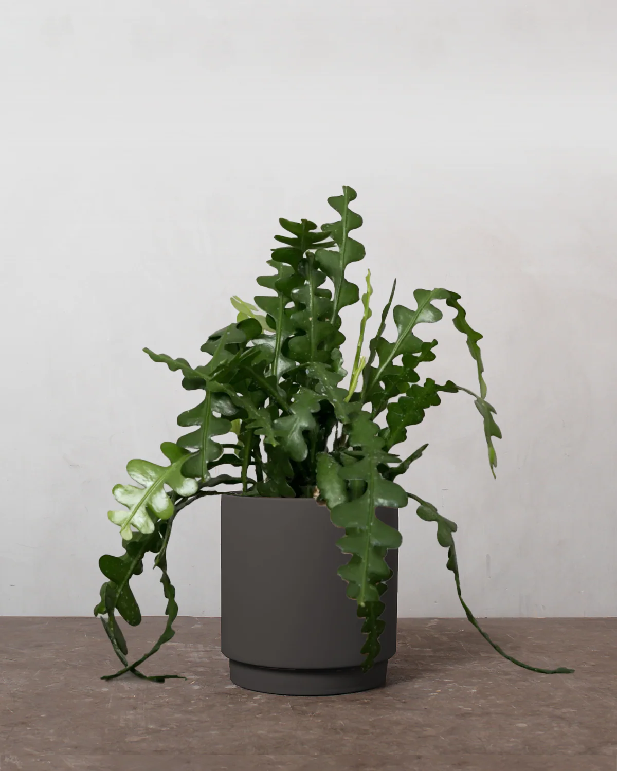 Fiskebenskaktus, Epiphyllum Anguliger - 35-45 cm - Image 6