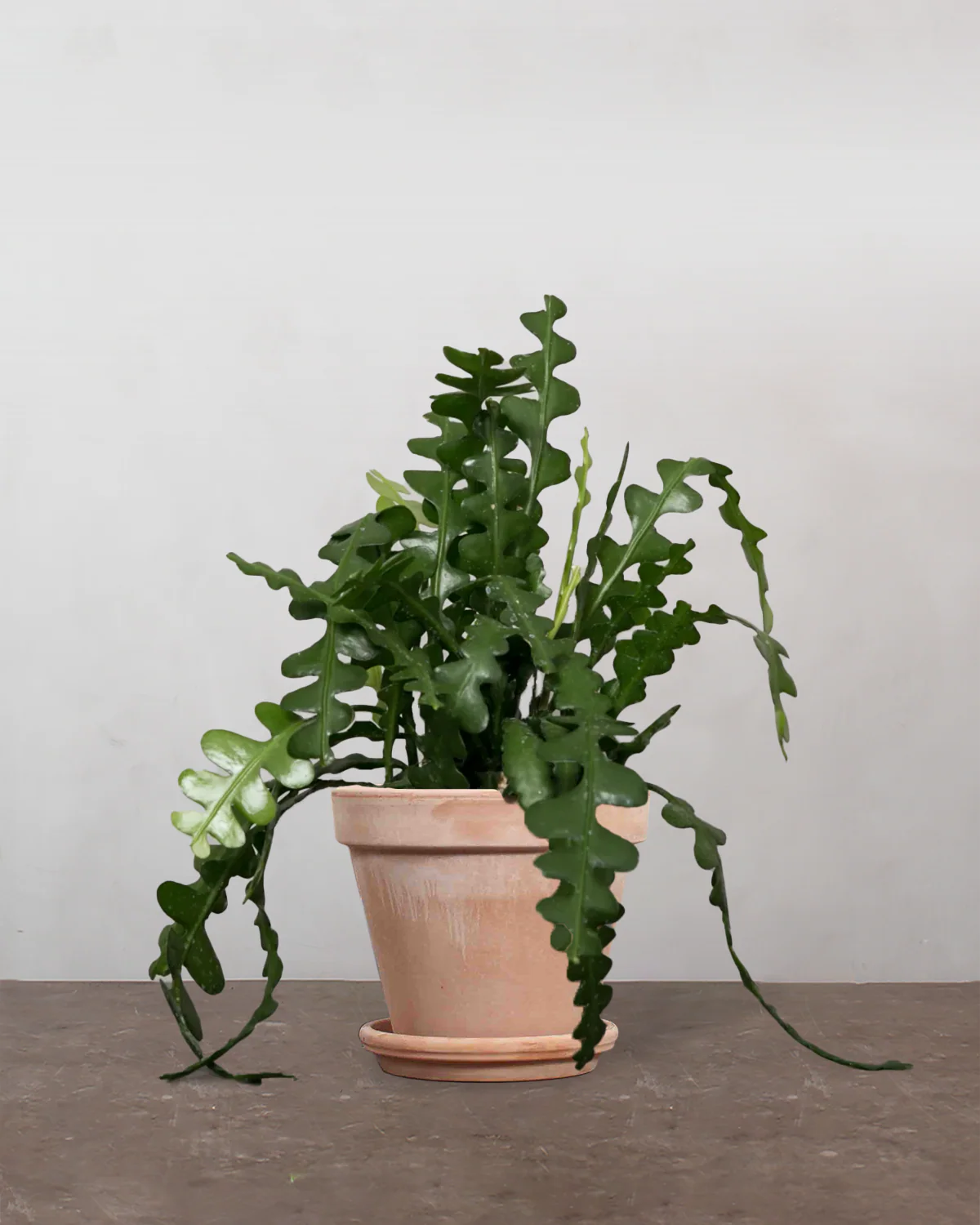 Fiskebenskaktus, Epiphyllum Anguliger - 35-45 cm - Image 7