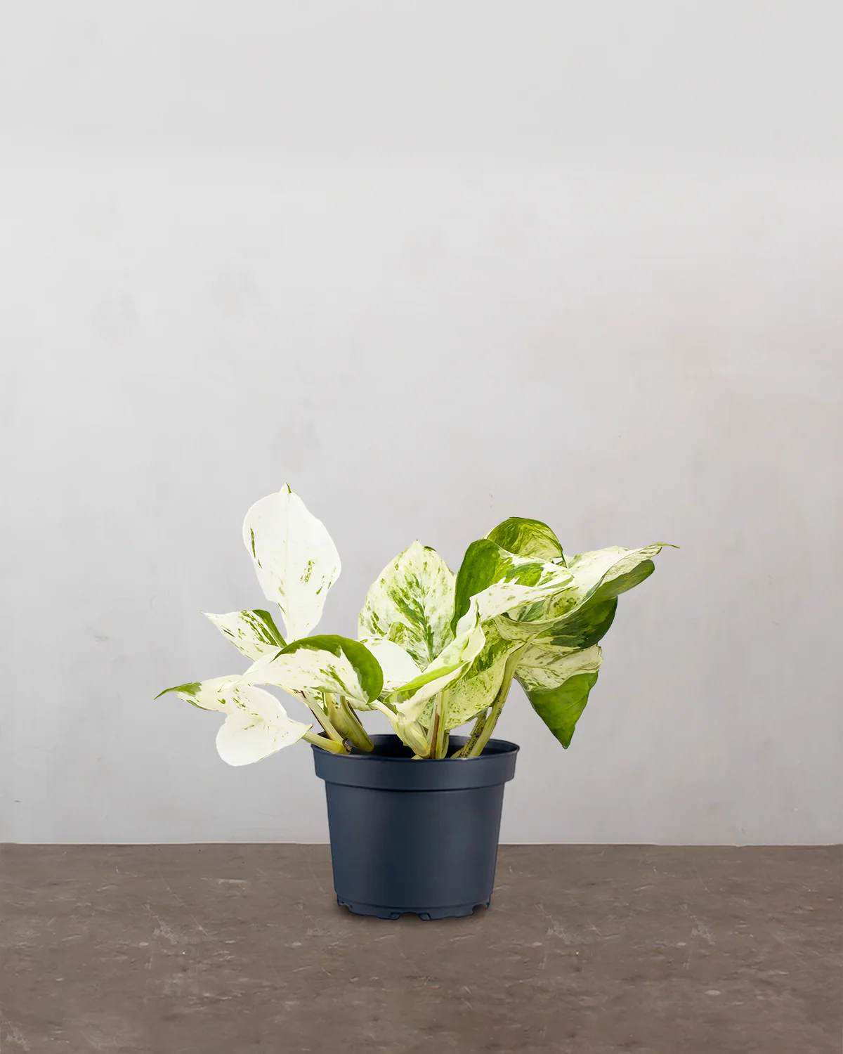 Epipremnum Pinnatum 'Happy Leaf' - 15-25 cm
