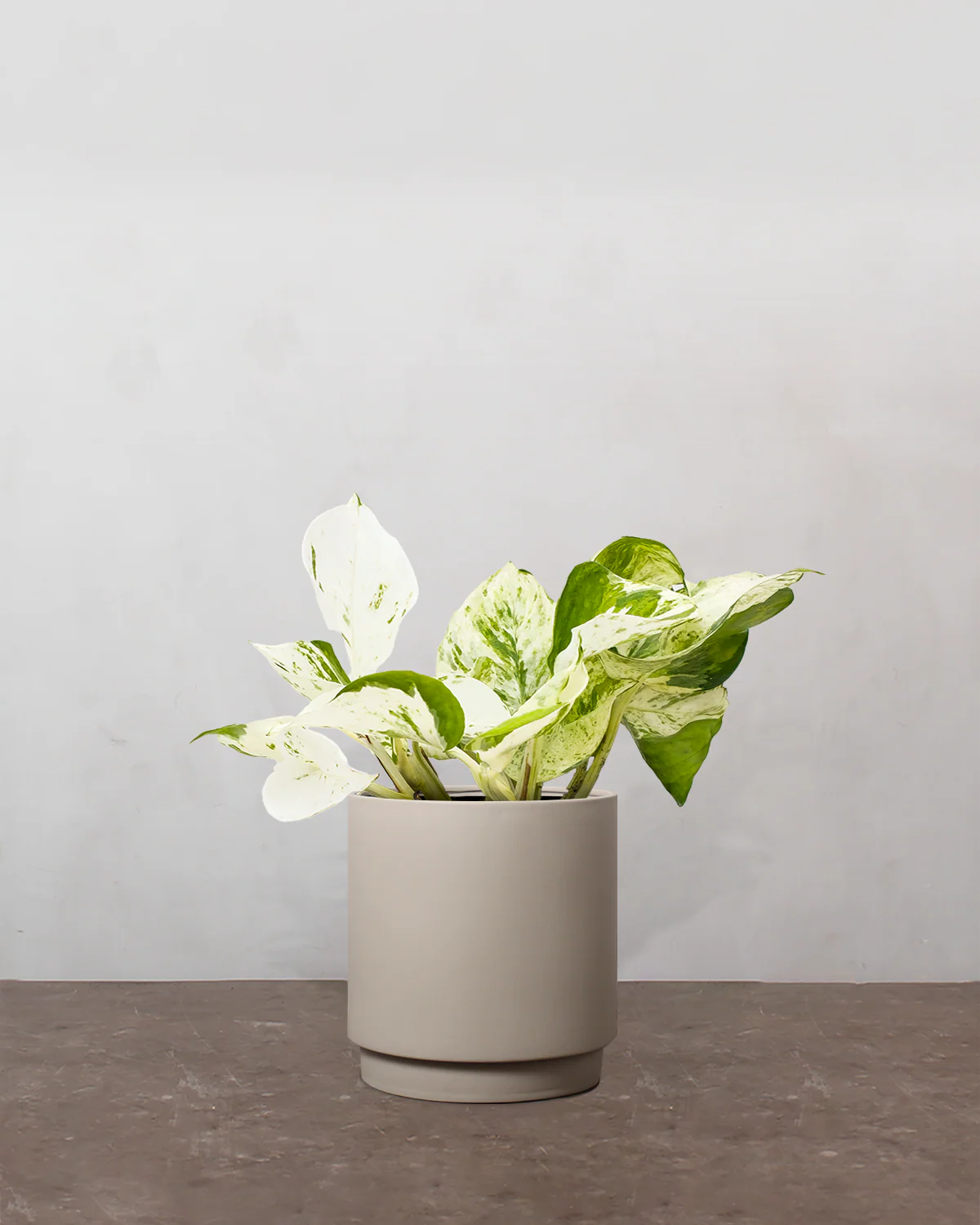 Epipremnum Pinnatum 'Happy Leaf' - 15-25 cm - Image 3
