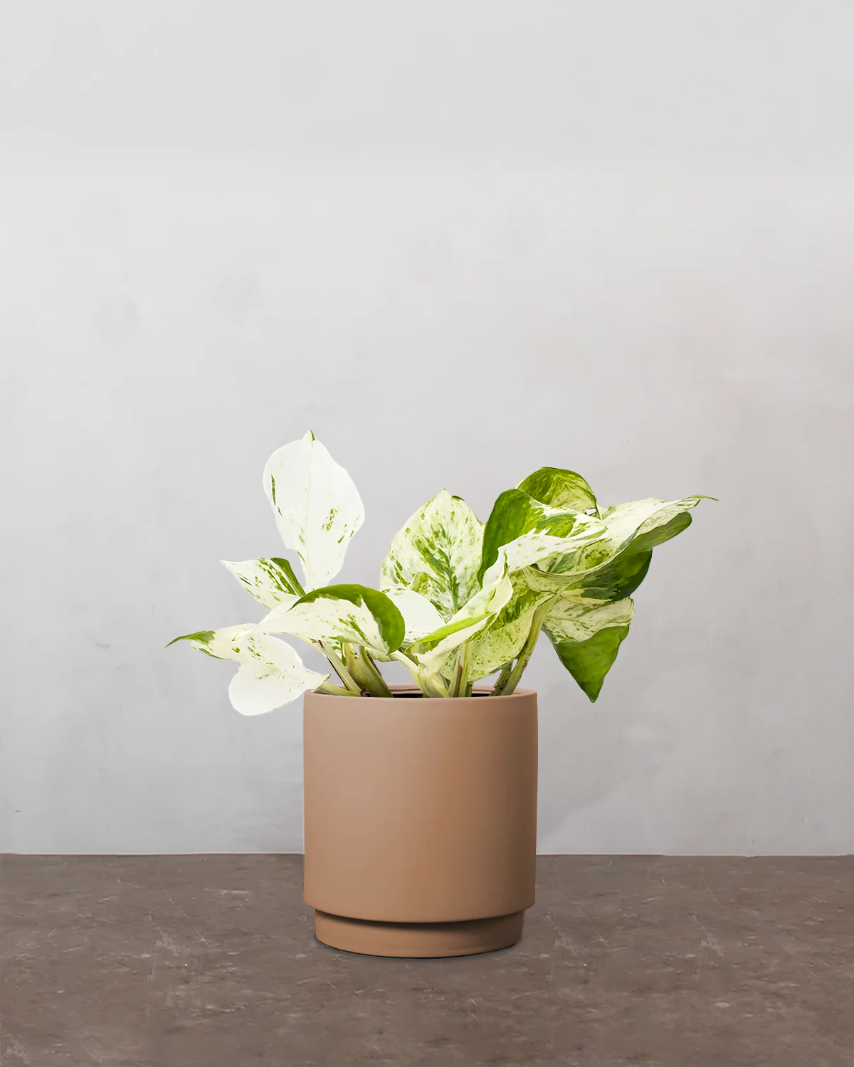 Epipremnum Pinnatum 'Happy Leaf' - 15-25 cm - Image 4