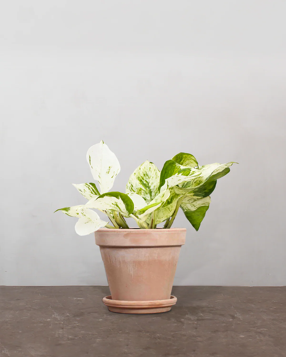 Epipremnum Pinnatum 'Happy Leaf' - 15-25 cm - Image 6