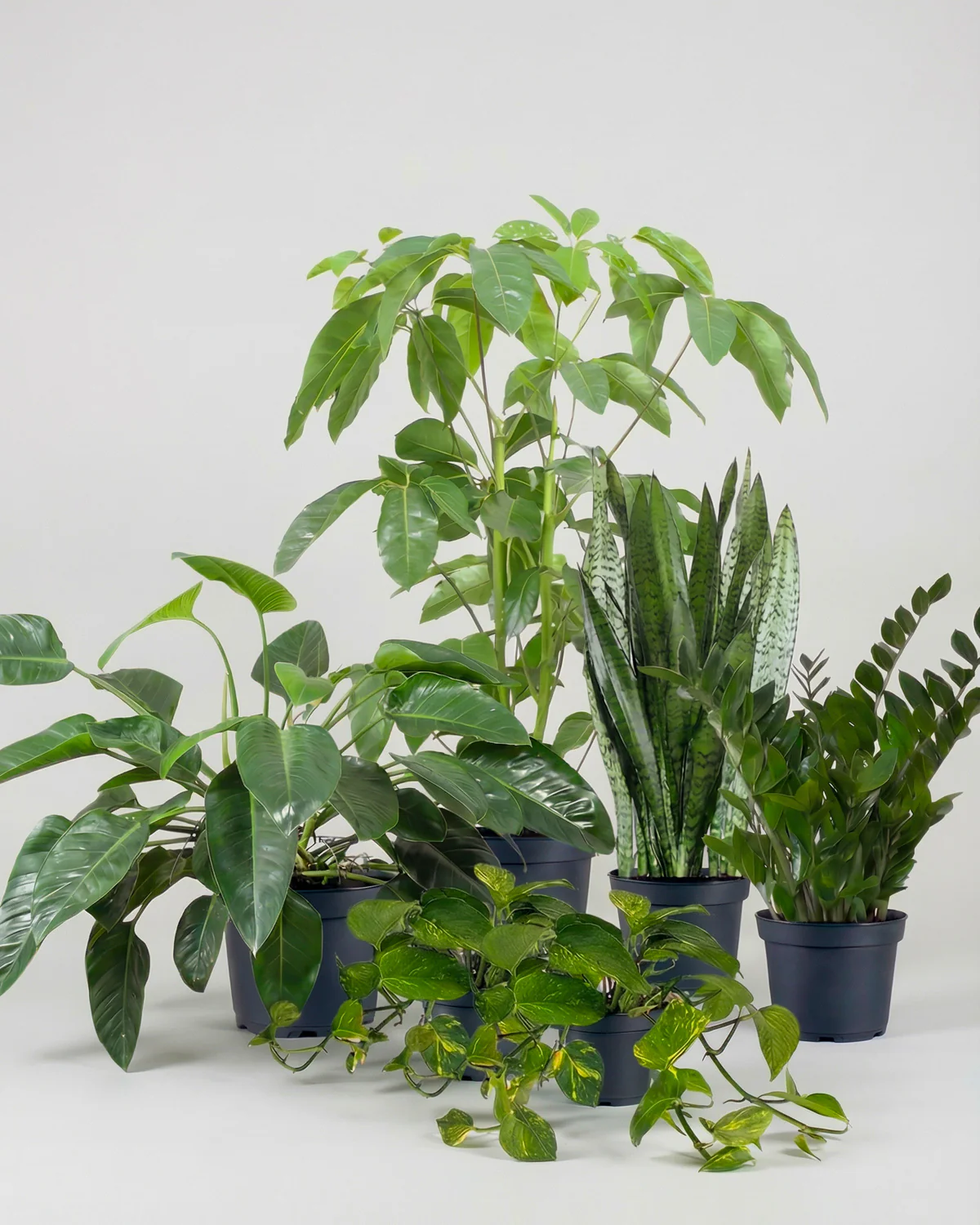 Essentials Plantepakke - Image 4