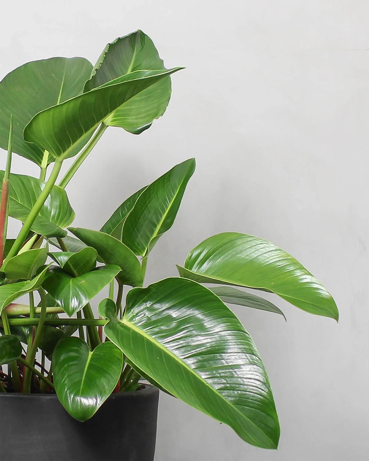 Jungle Plantepakke - Image 5