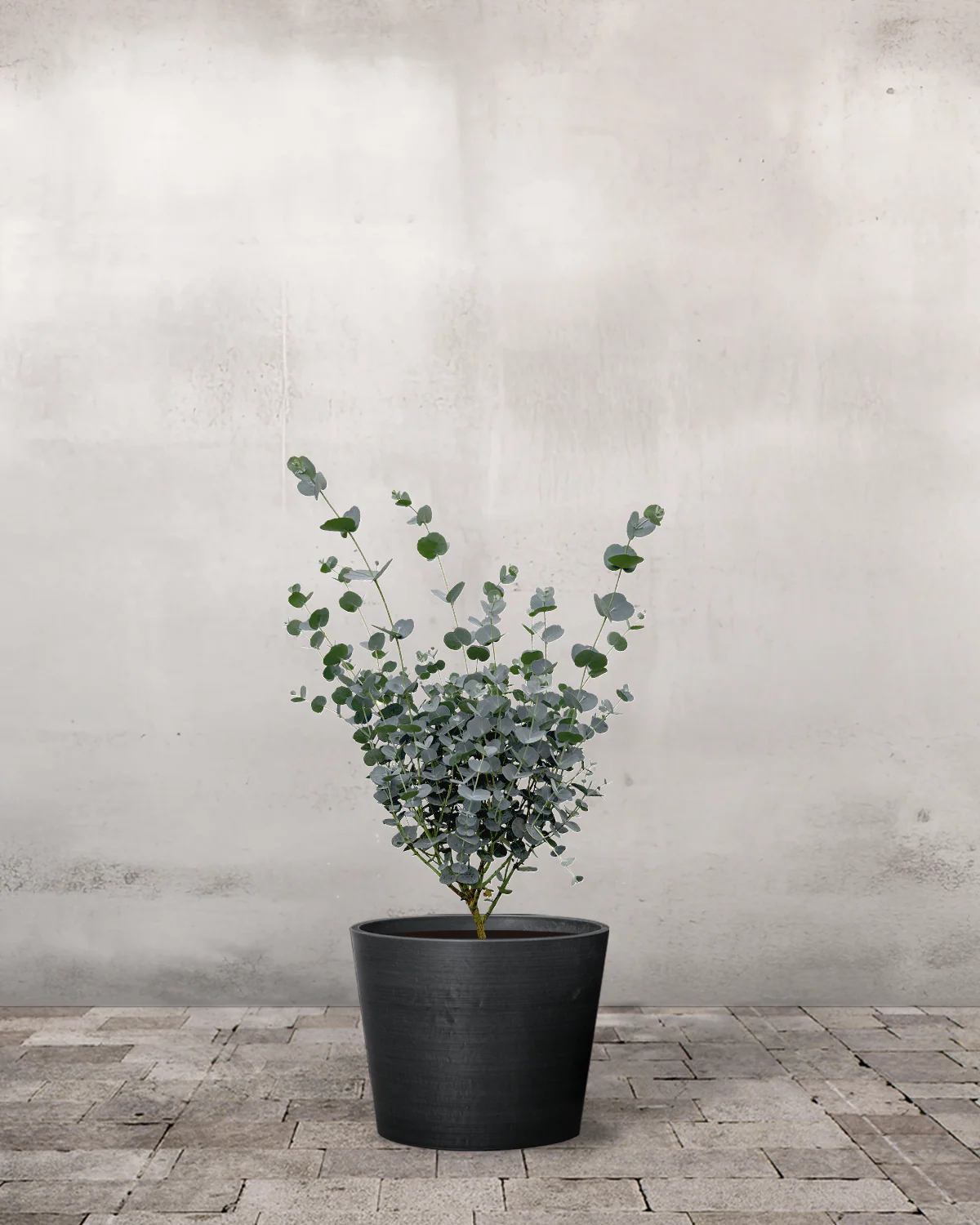 Eucalyptus, Eucalyptus gunnii 'Azura' – 35-50 cm - Image 3