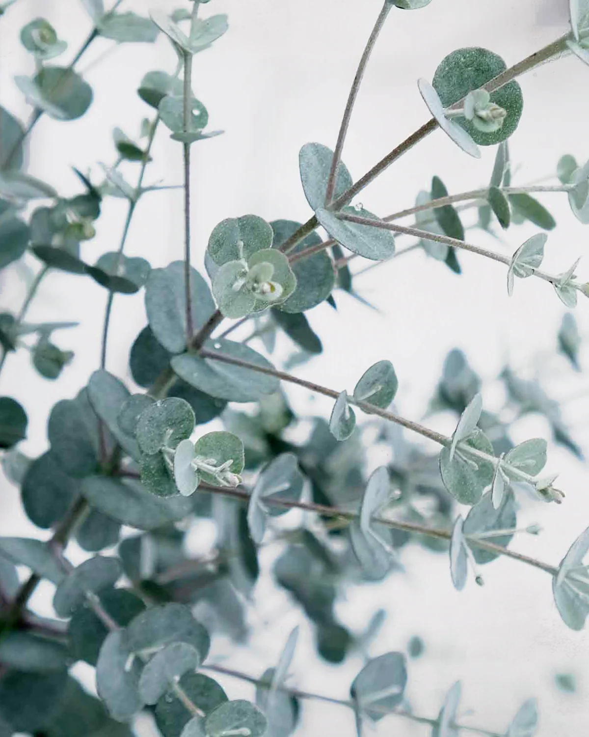 Eucalyptus, Eucalyptus gunnii 'Azura' – 35-50 cm - Image 4