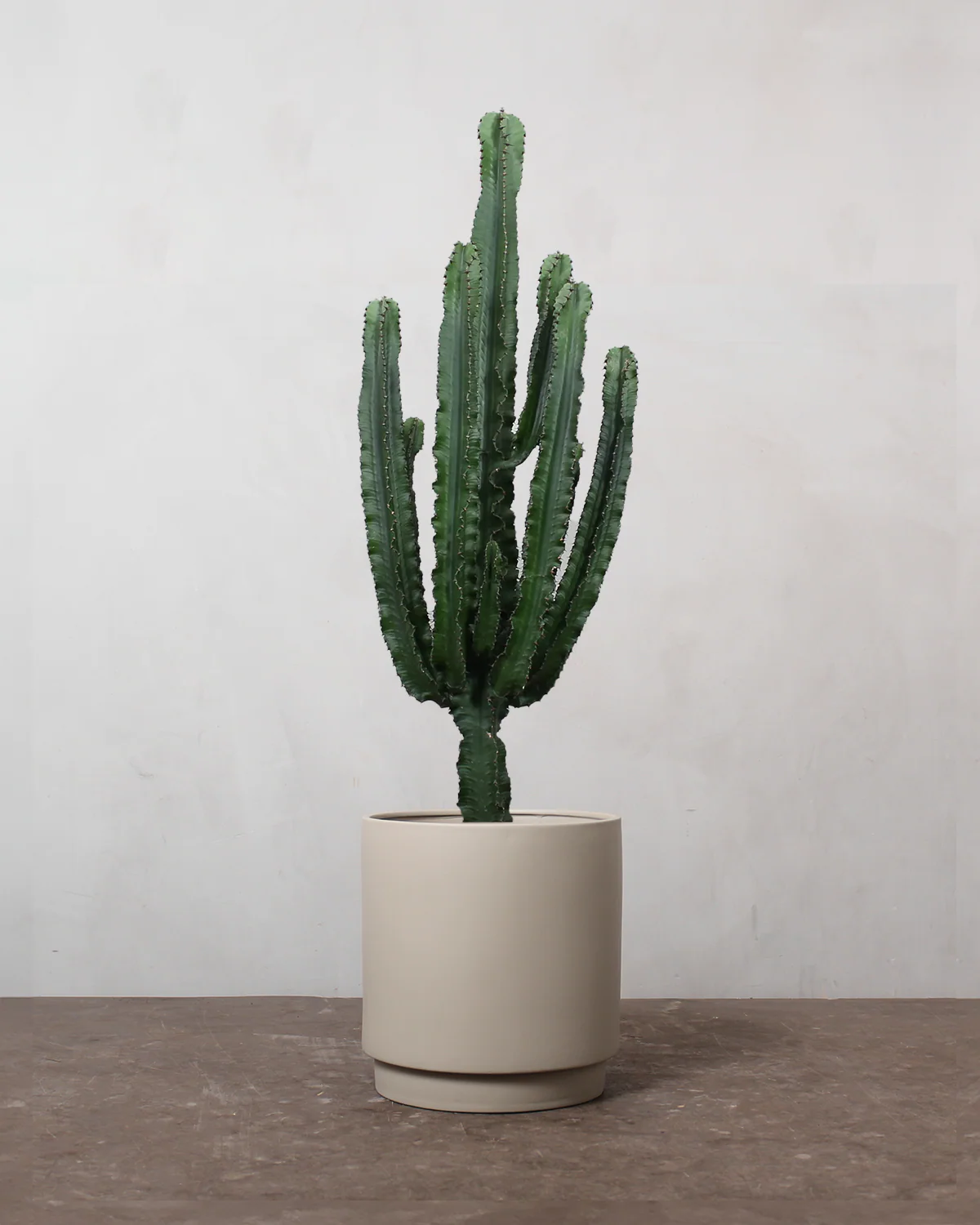 Euphorbia Eritrea - 60-80 cm - Image 4