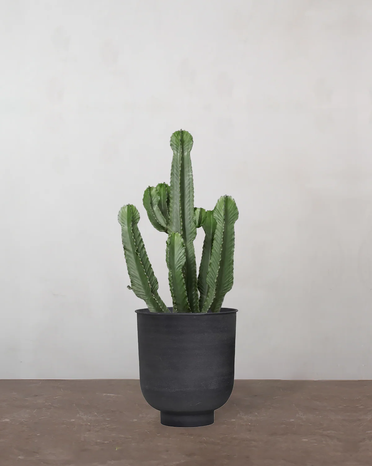 Euphorbia Ingens - 60-80 cm - Image 7