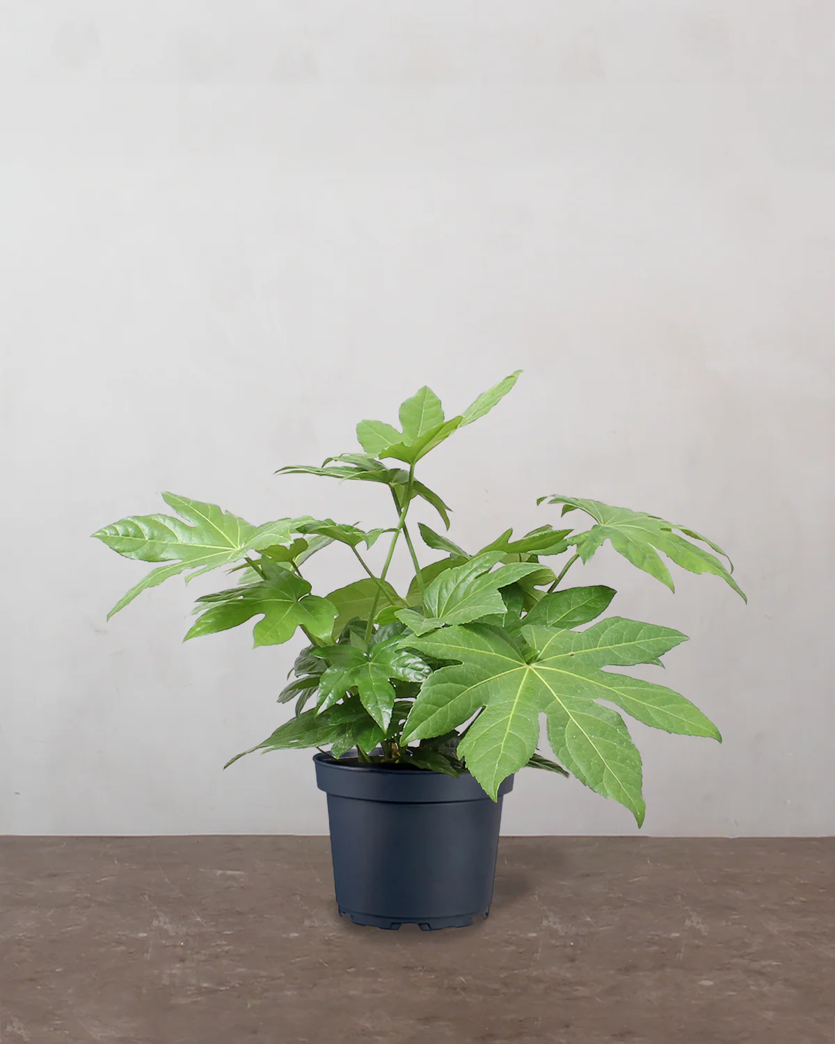 Fatsia, Fatsia japonica - 50-70 cm