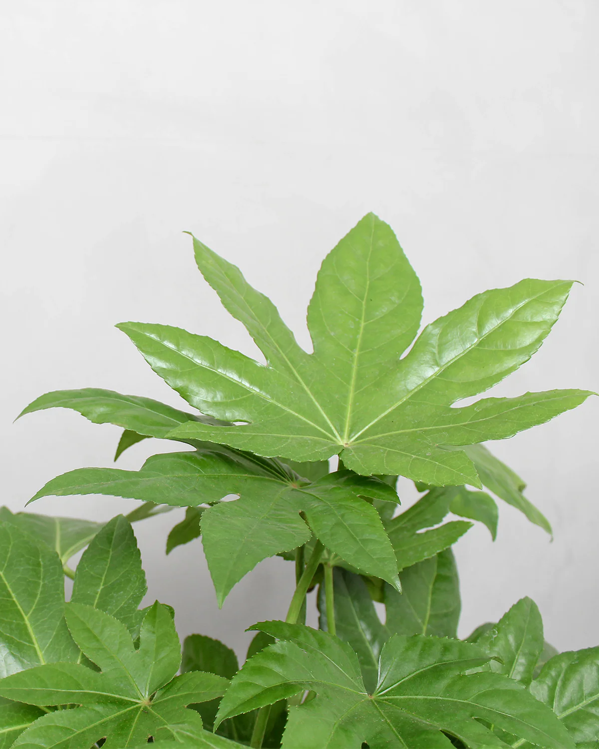 Fatsia, Fatsia japonica - 50-70 cm - Image 2