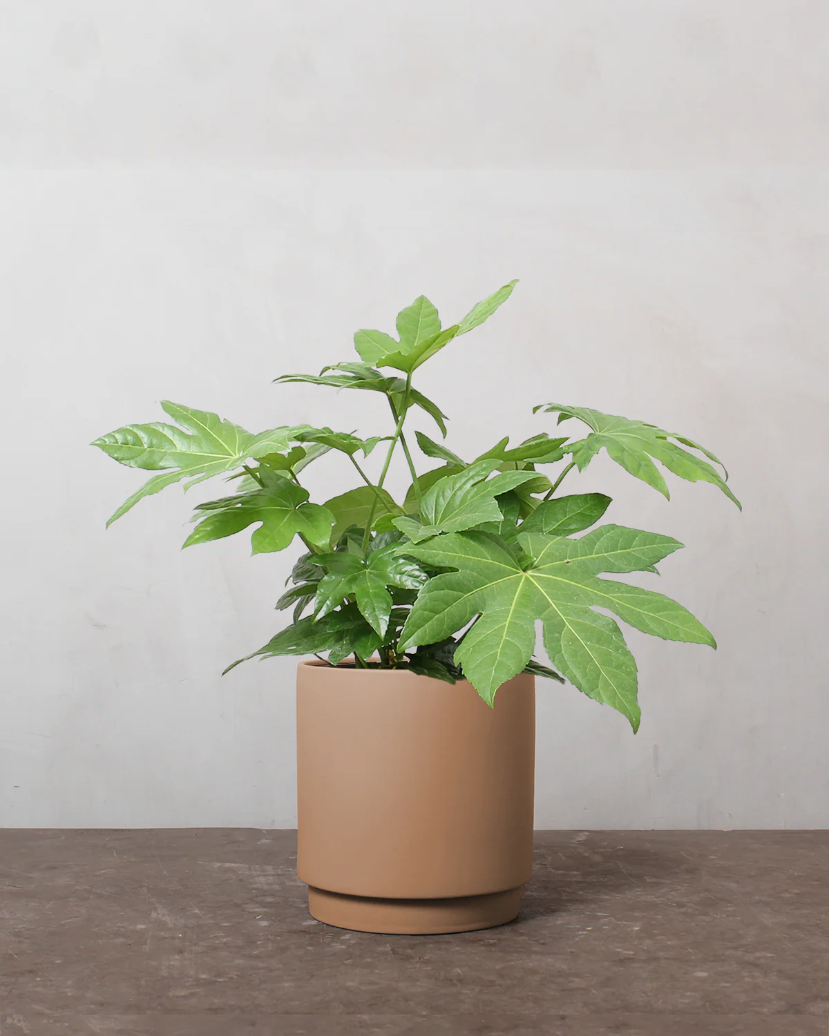 Fatsia, Fatsia japonica - 50-70 cm - Image 3