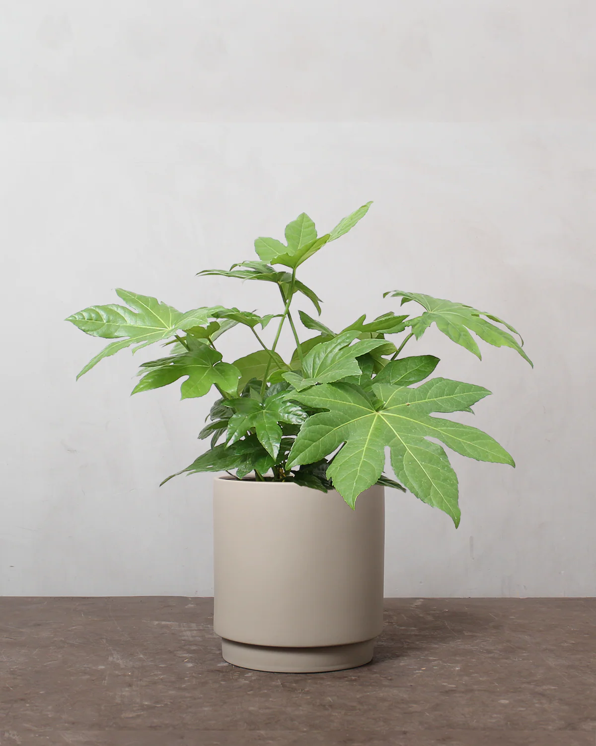 Fatsia, Fatsia japonica - 50-70 cm - Image 4
