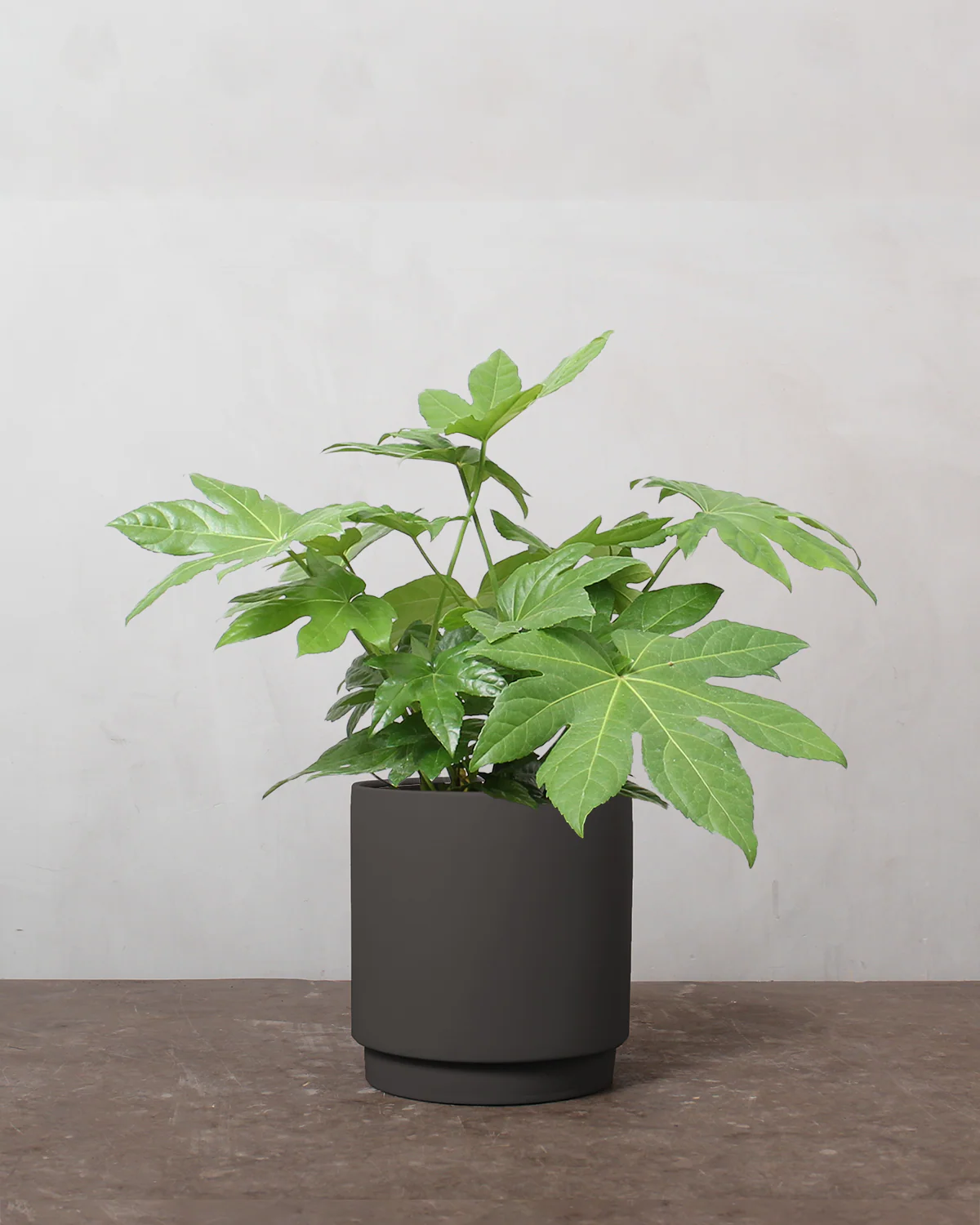 Fatsia, Fatsia japonica - 50-70 cm - Image 5