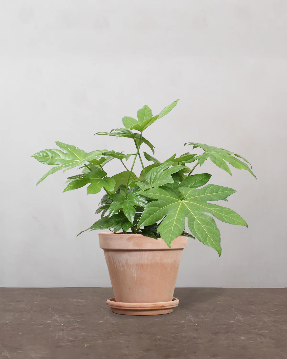 Fatsia, Fatsia japonica - 50-70 cm - Image 6
